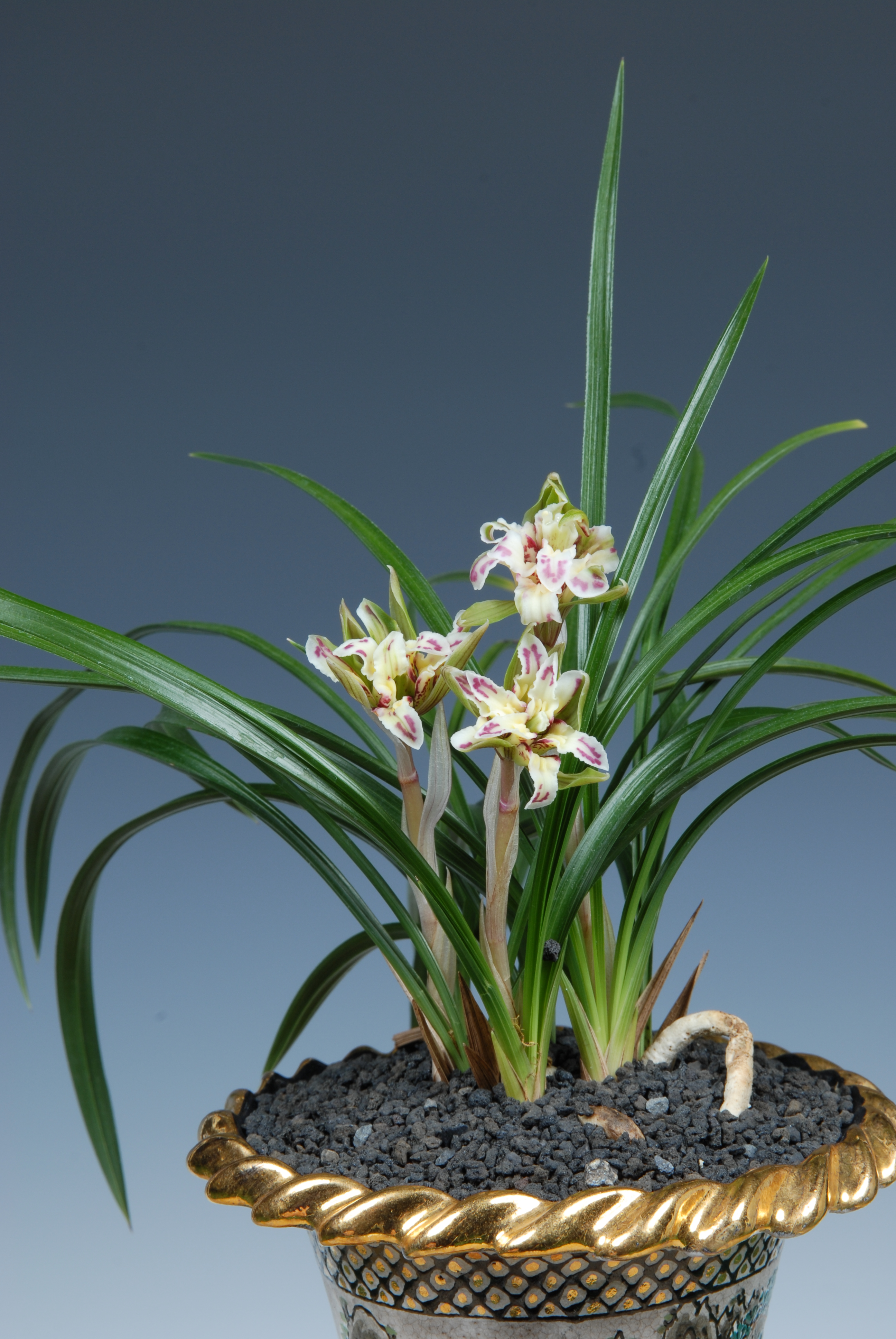 ＊한국춘란대전-특별상(난세계사장상)-기화-최용석