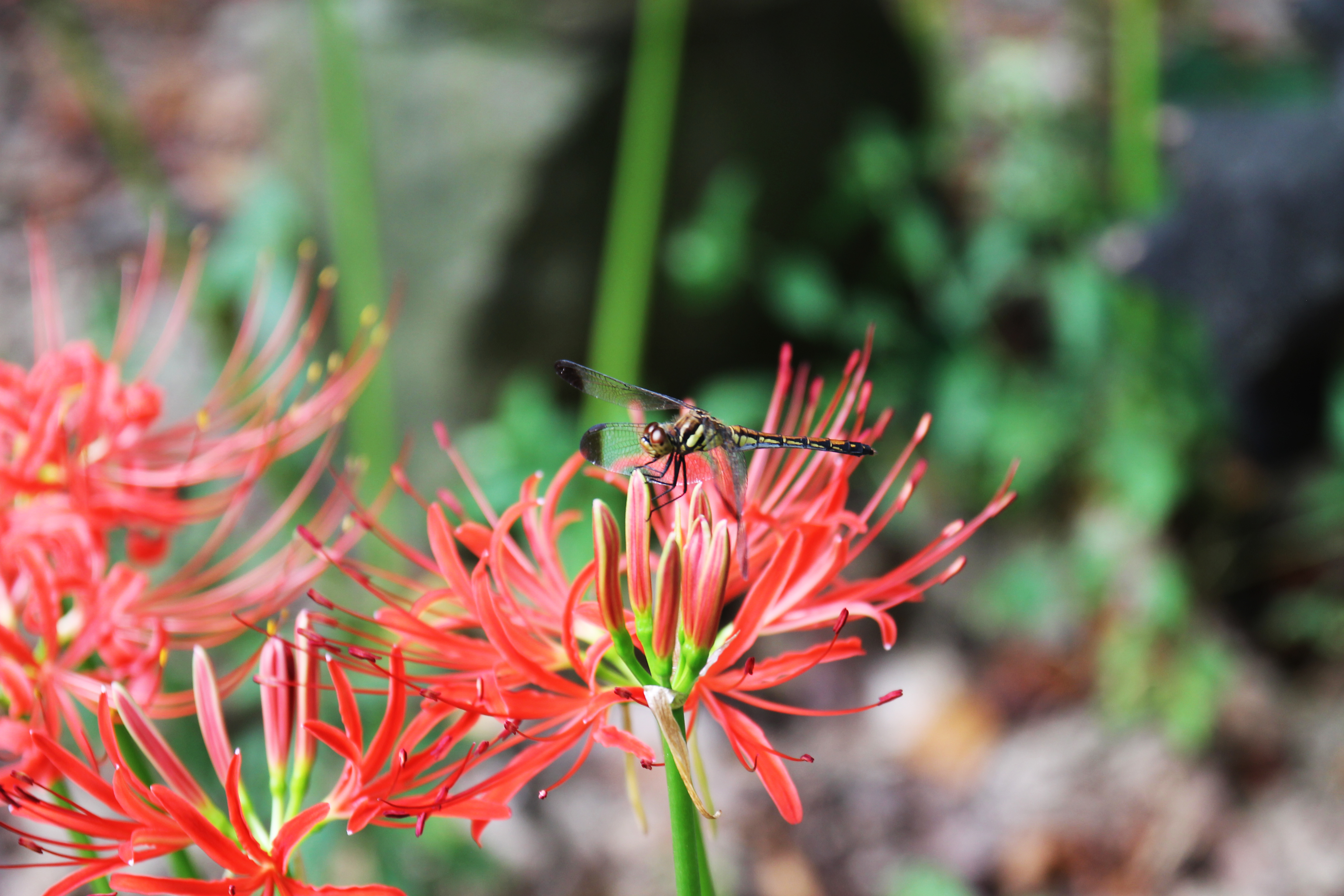 꽃무릇 큰잔치4