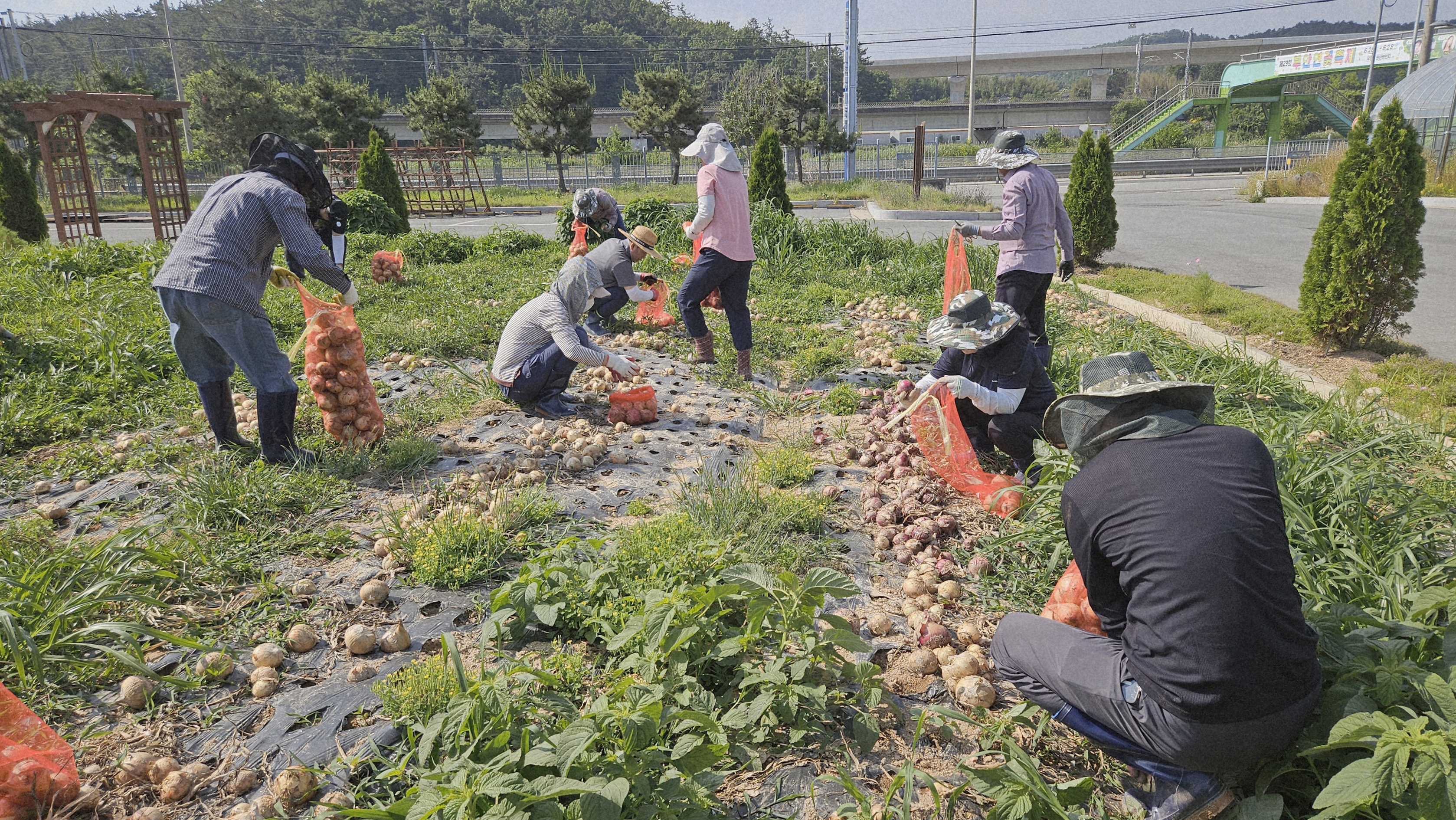 “첫 수확의 기쁨 나눠요”…함평군 예비 농업인, 양파 나눔으로 공동체에 온기 더해