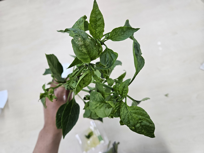 함평군, 고추 TSWV(칼라병) 및 병해충 관리 당부