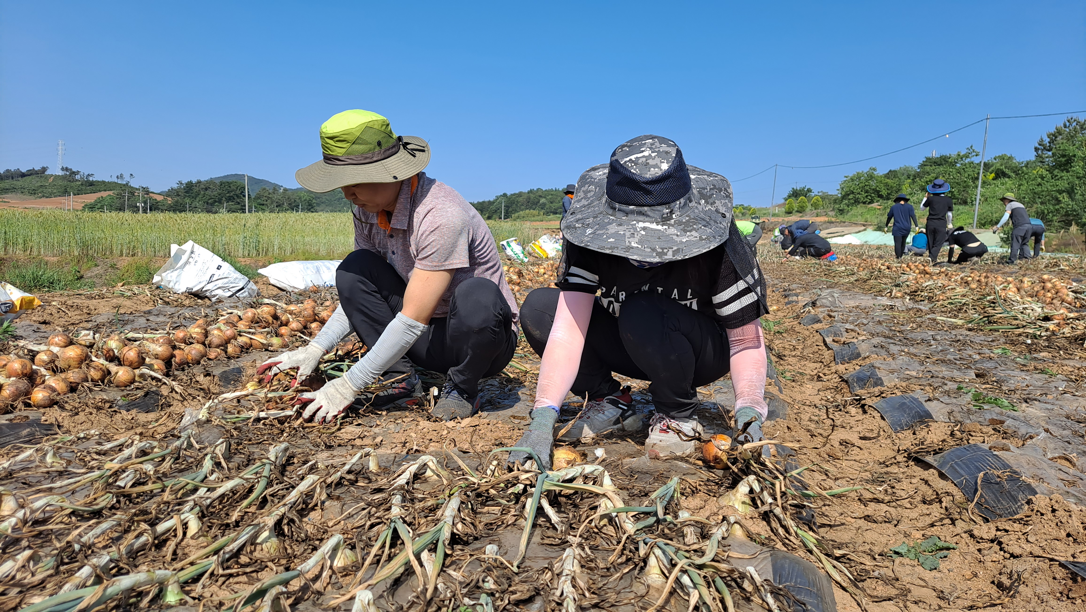함평군청 공직자, 농번기 농촌 일손 돕기 ‘팔 걷어’