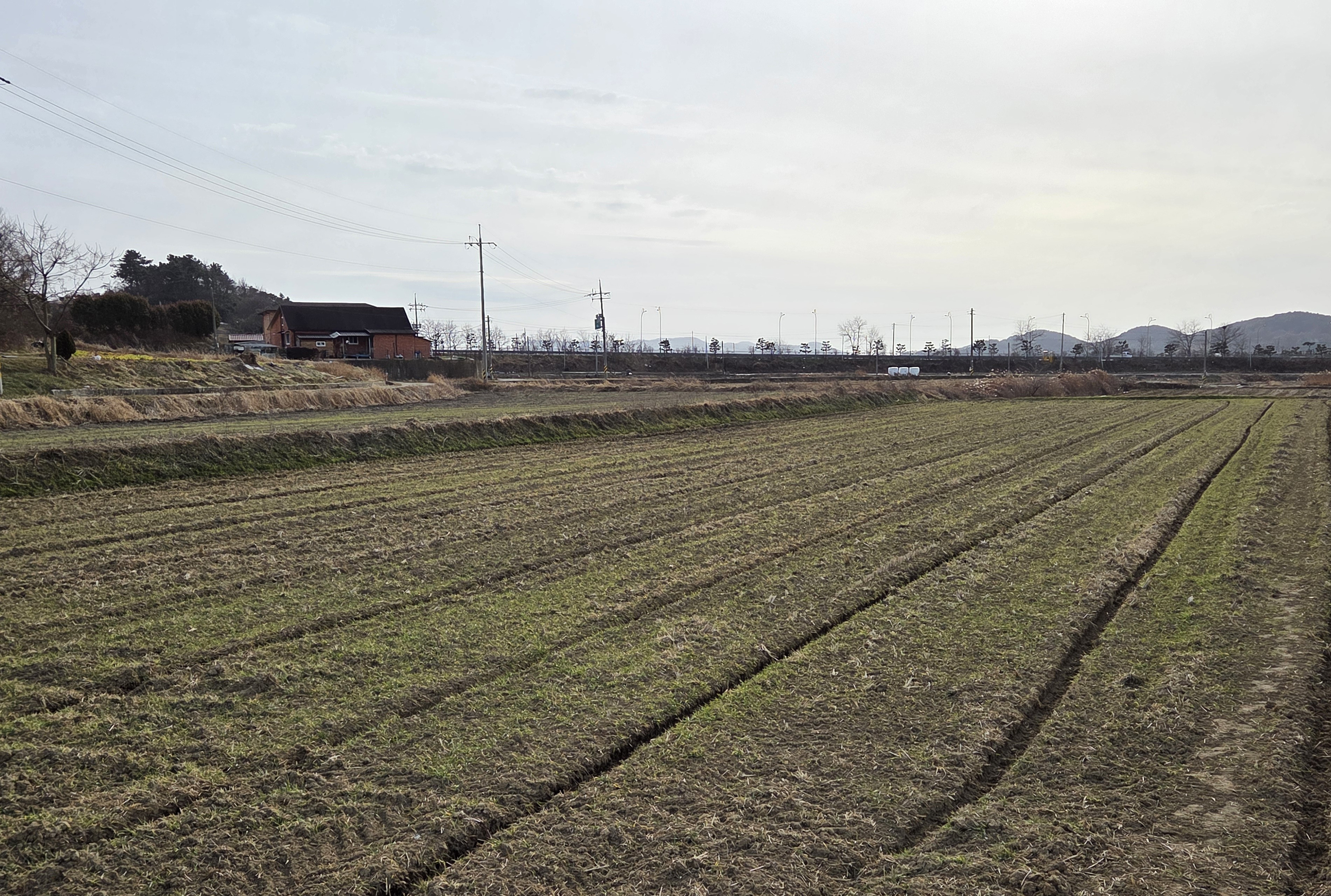 함평군, 맥류 생육 재생기 맞춤형 재배 관리 당부