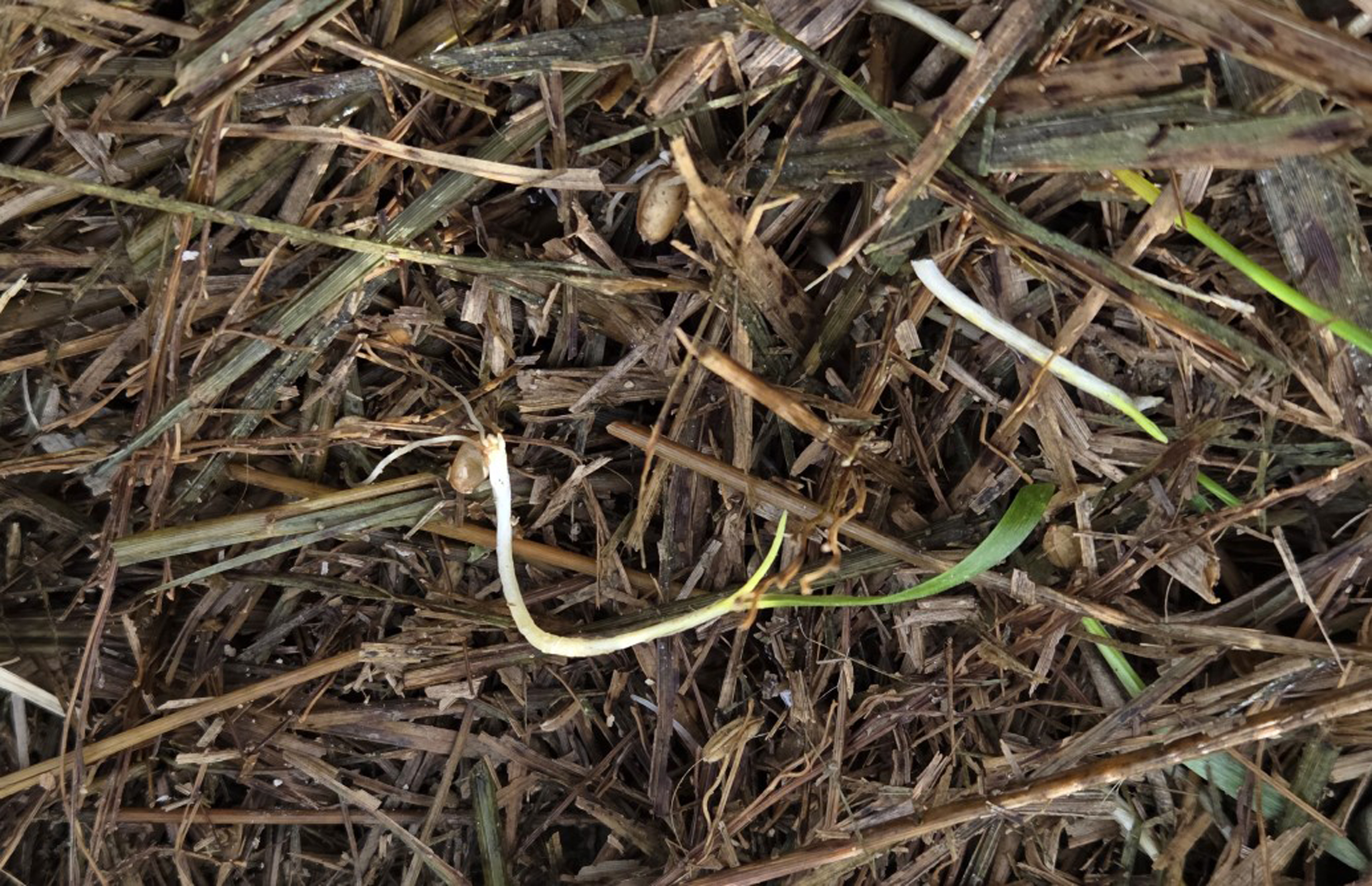 함평군, 맥류 생육 재생기 맞춤형 재배 관리 당부