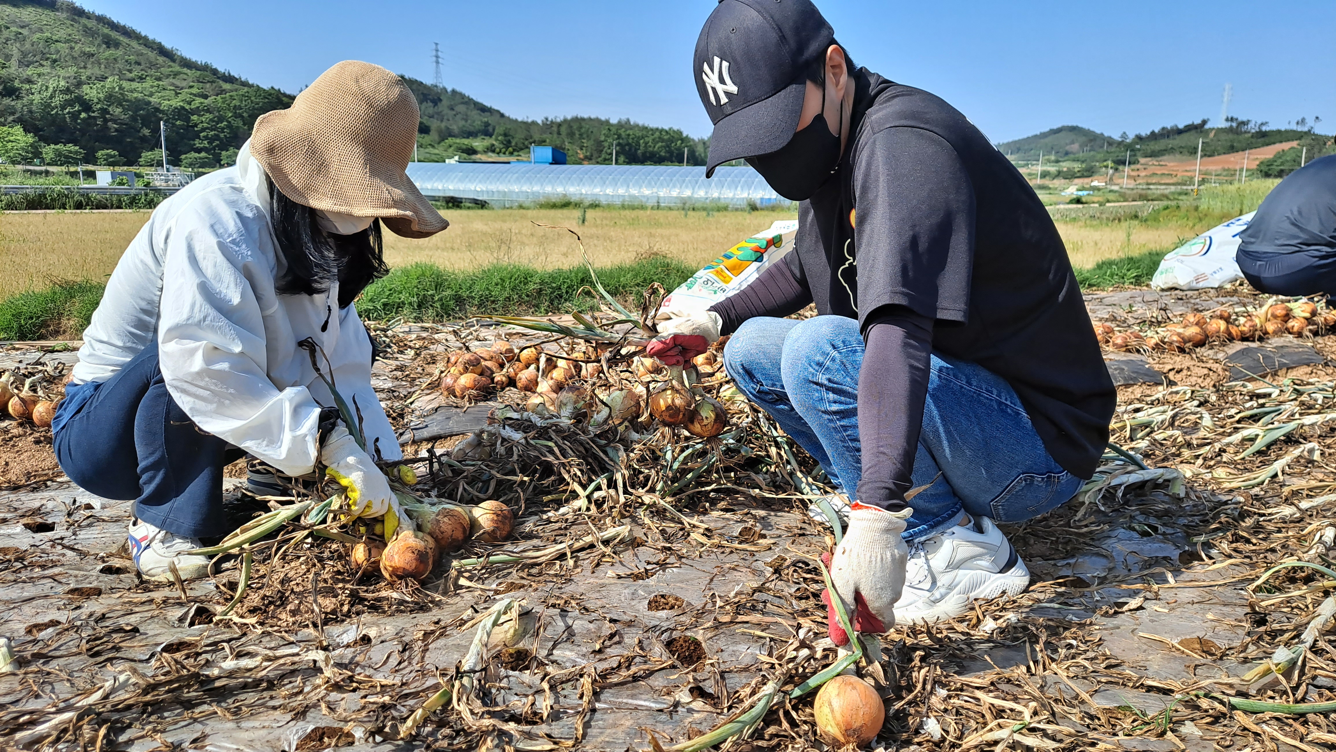 함평군청 공직자, 농번기 농촌 일손 돕기 ‘팔 걷어’