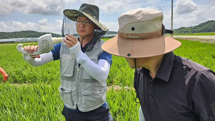 함평군, “벼 벼멸구 피해 대비 예찰‧방제 중요” 당부