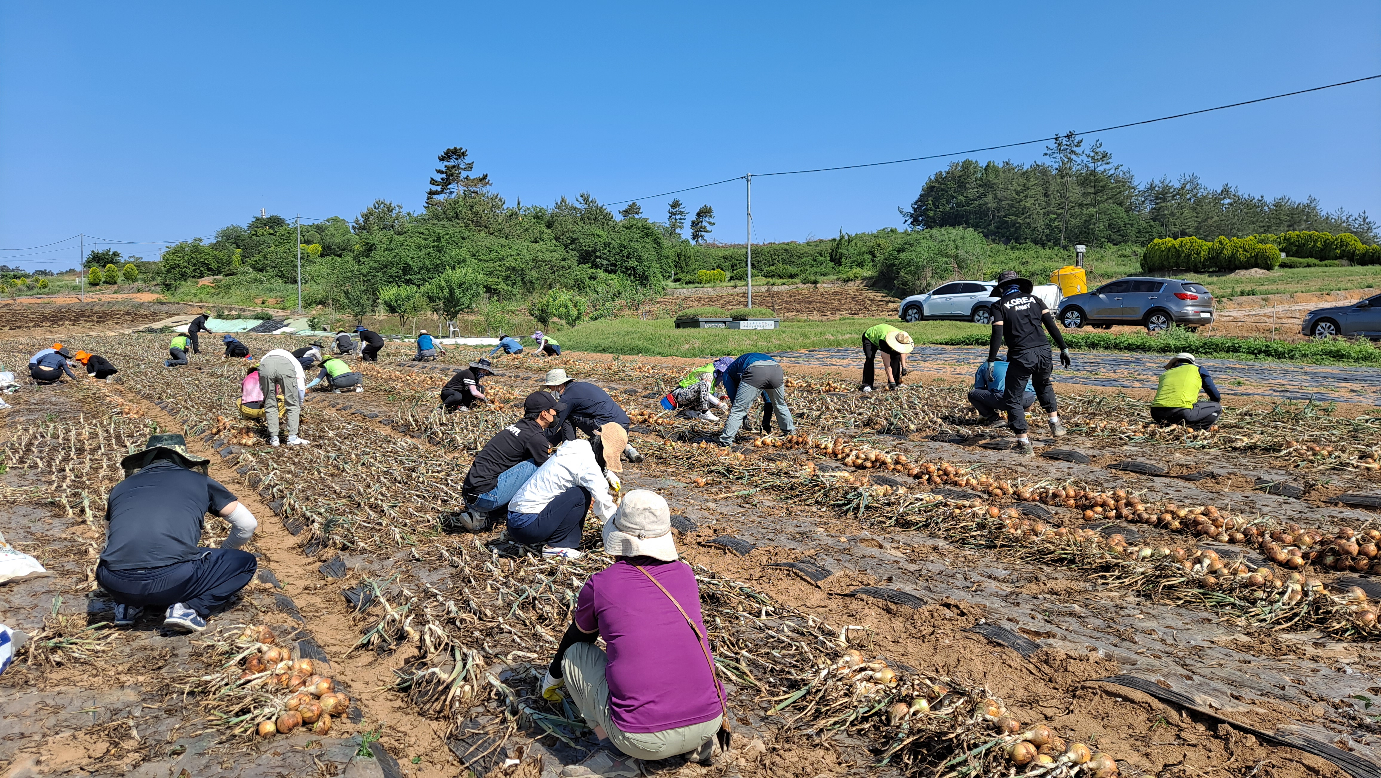 함평군청 공직자, 농번기 농촌 일손 돕기 ‘팔 걷어’