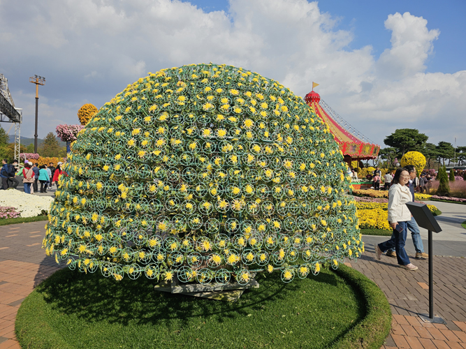 ‘국화 예술의 절정’ 함평군, 한 뿌리에 1,763송이 활짝 천간작 공개