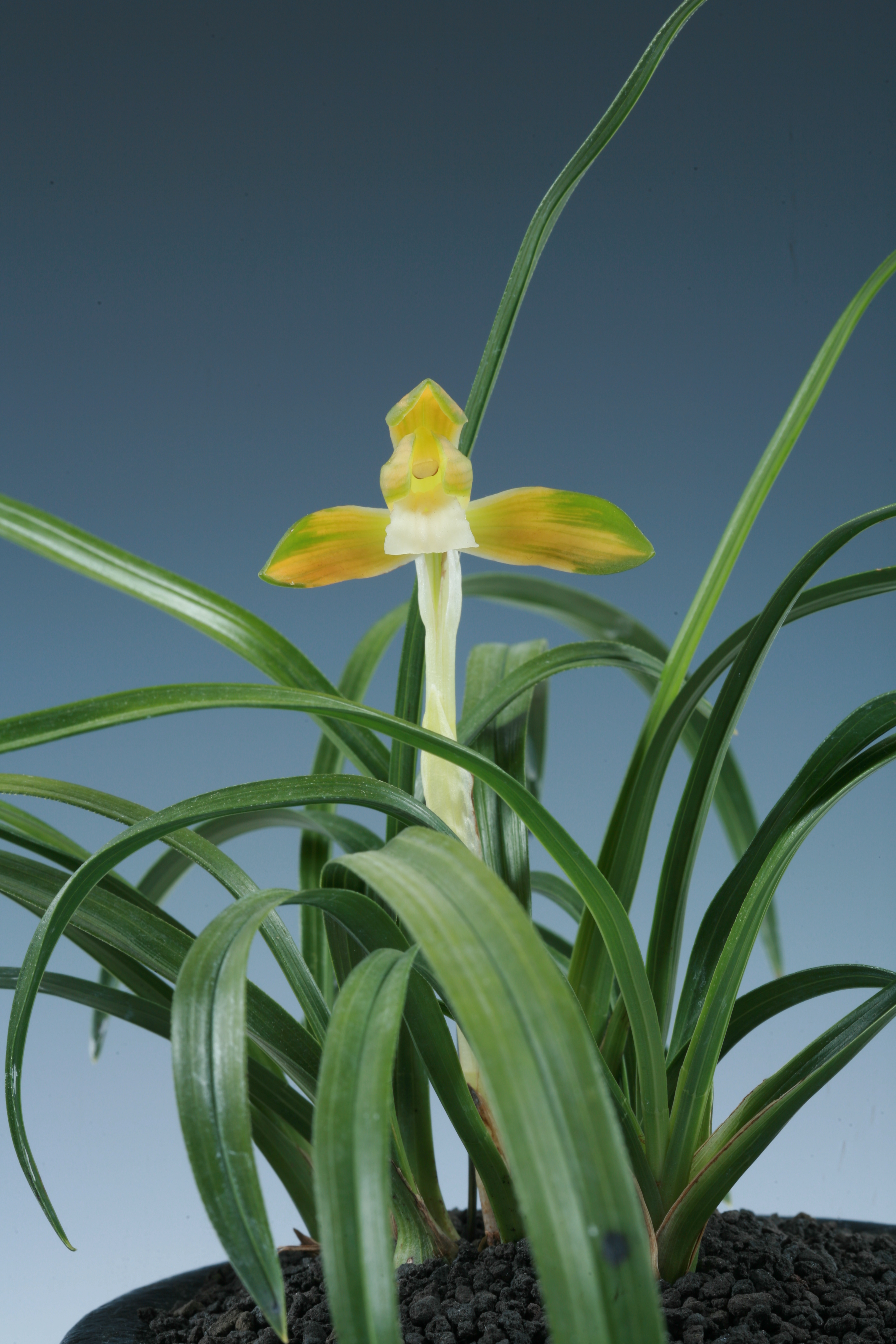 함평군수상-천운소- 조홍성