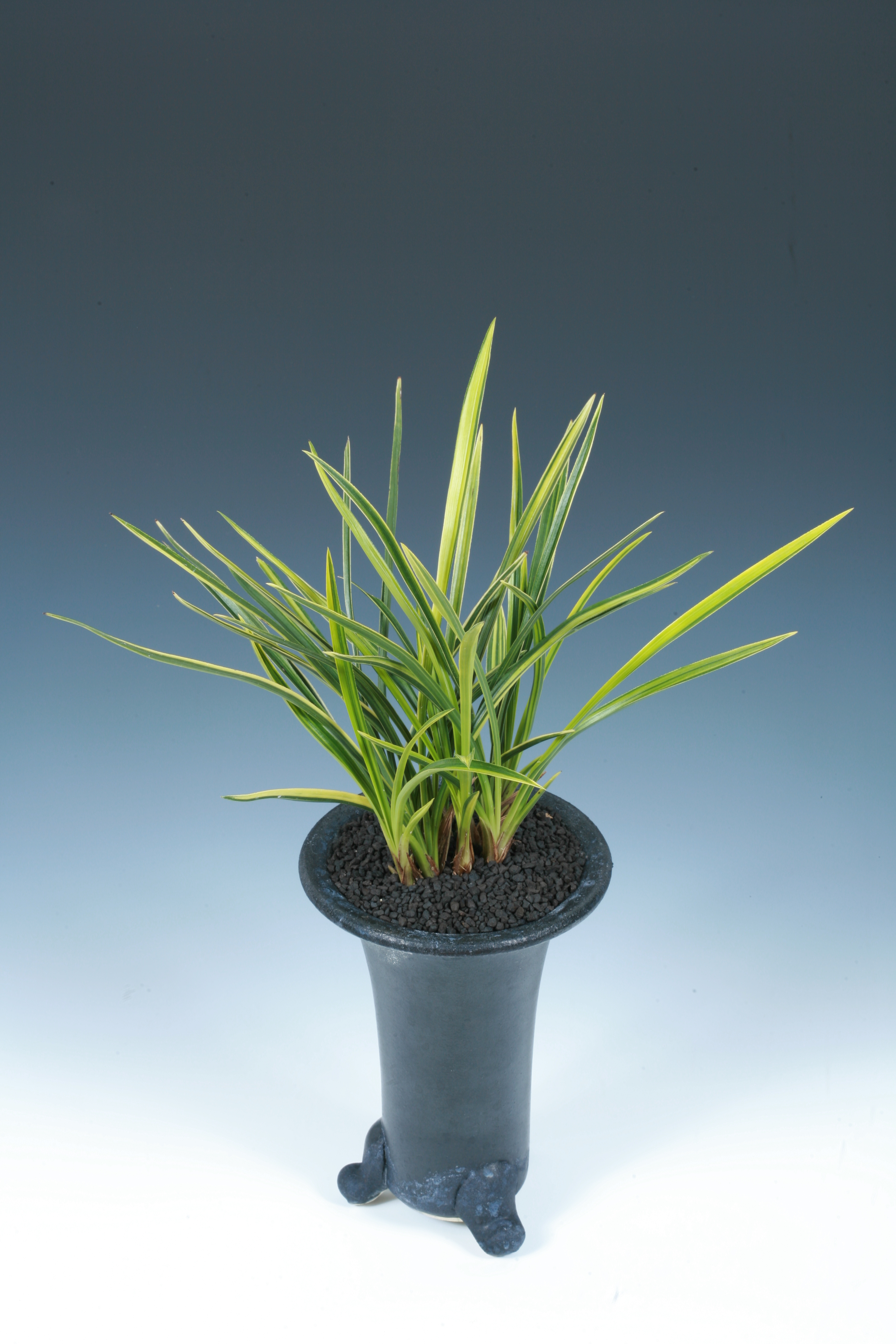 산반 함평군의회의장상 강응률