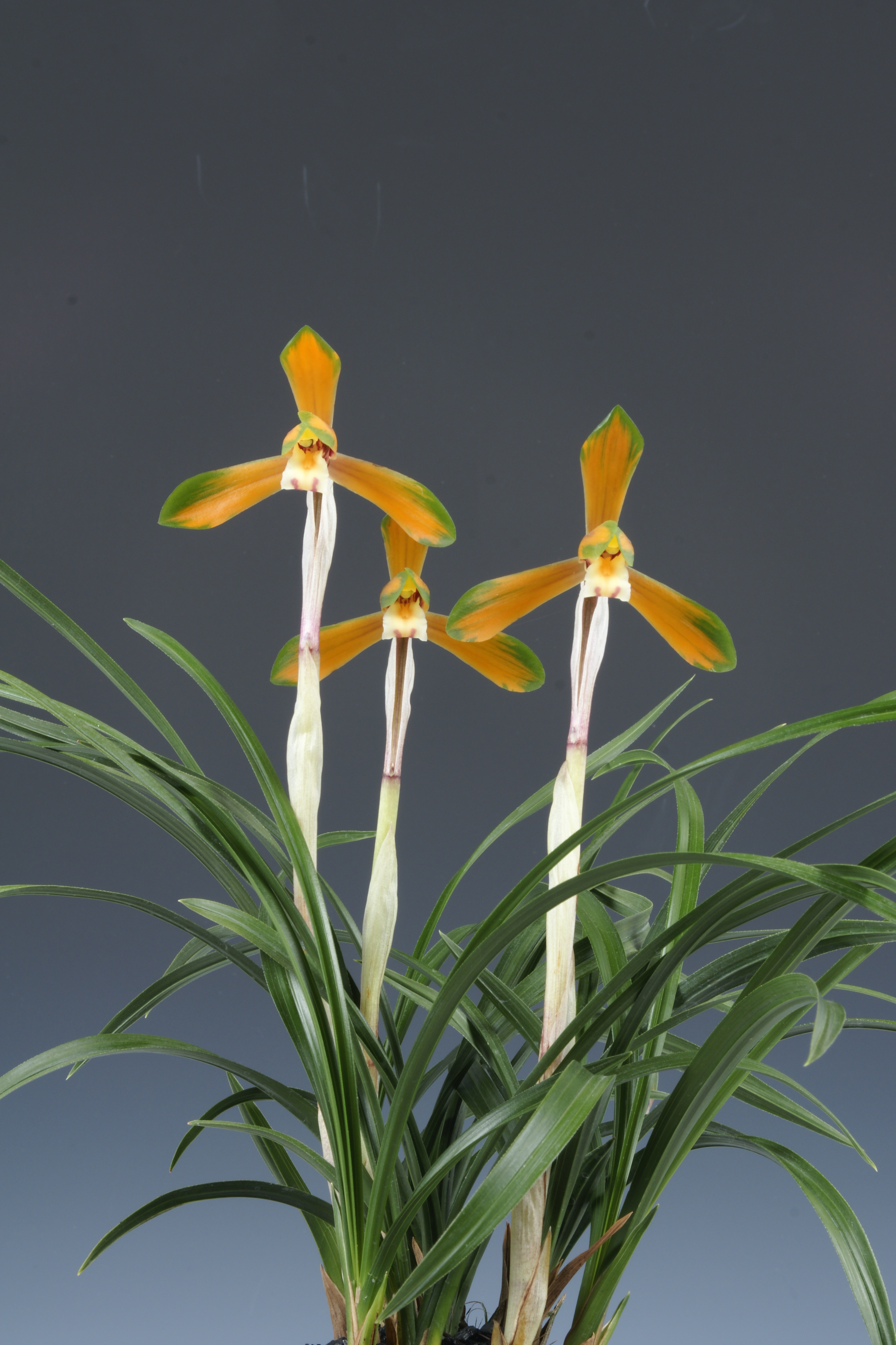 농림수산식품부장관상 지존 김영길