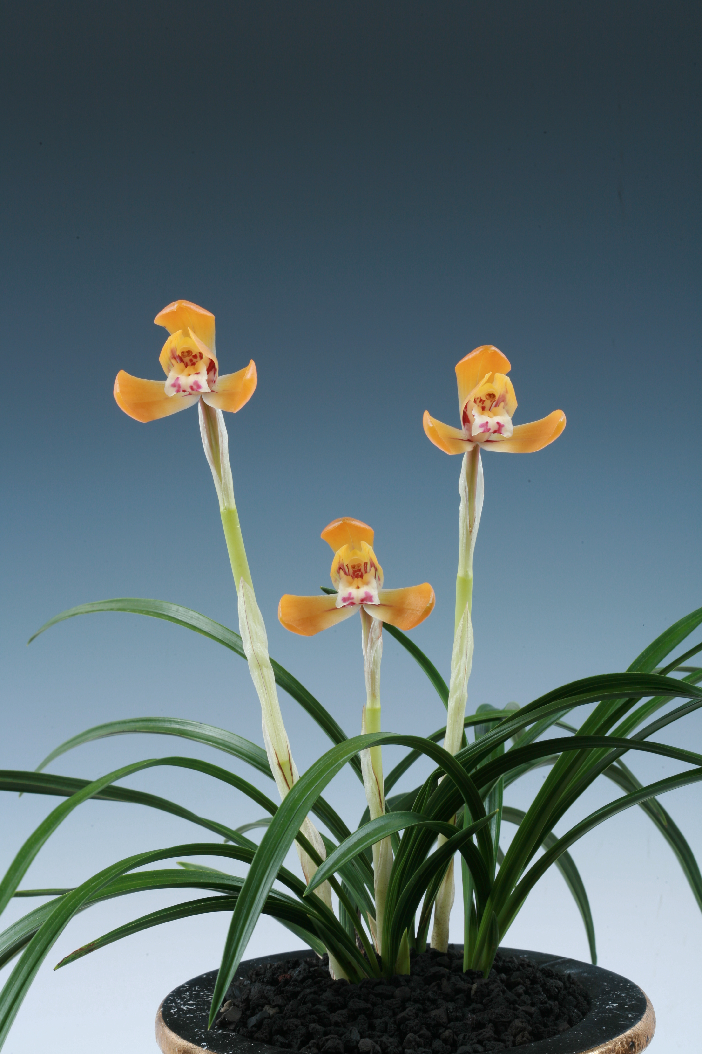 특별상 -주몽-강병훈