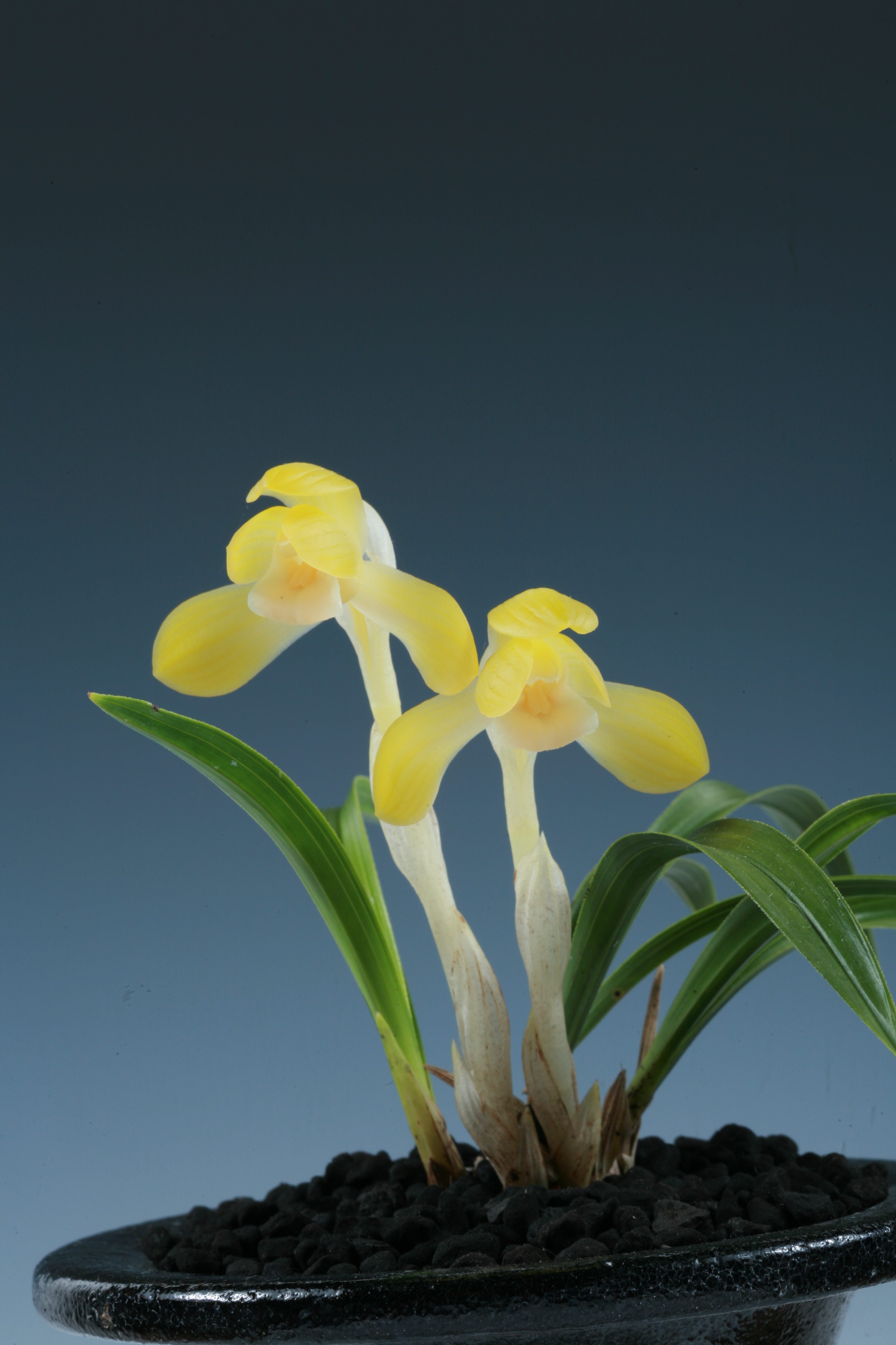 산림청장상 -보름달-고현만