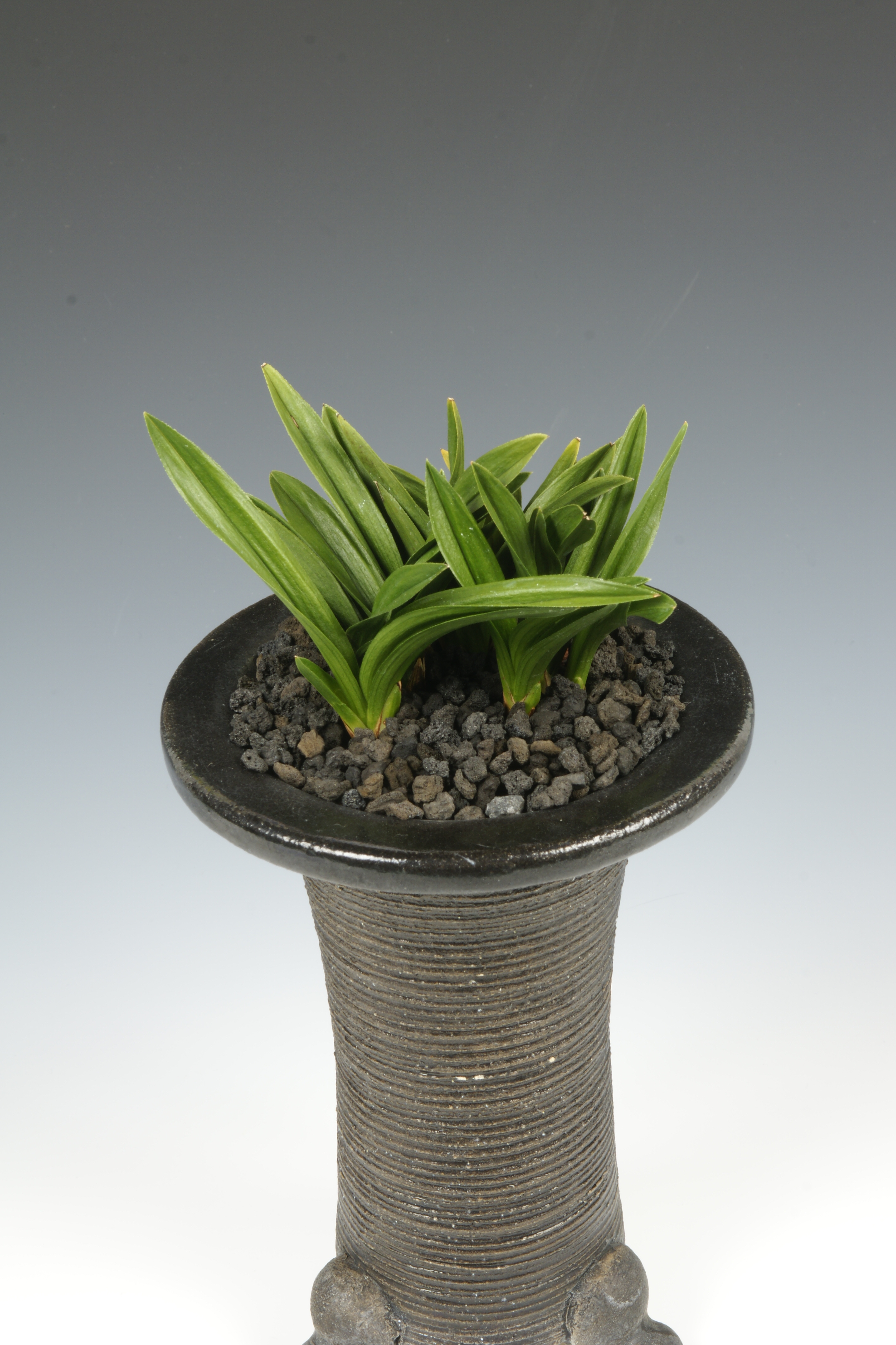 산림청장상 단엽 정덕식