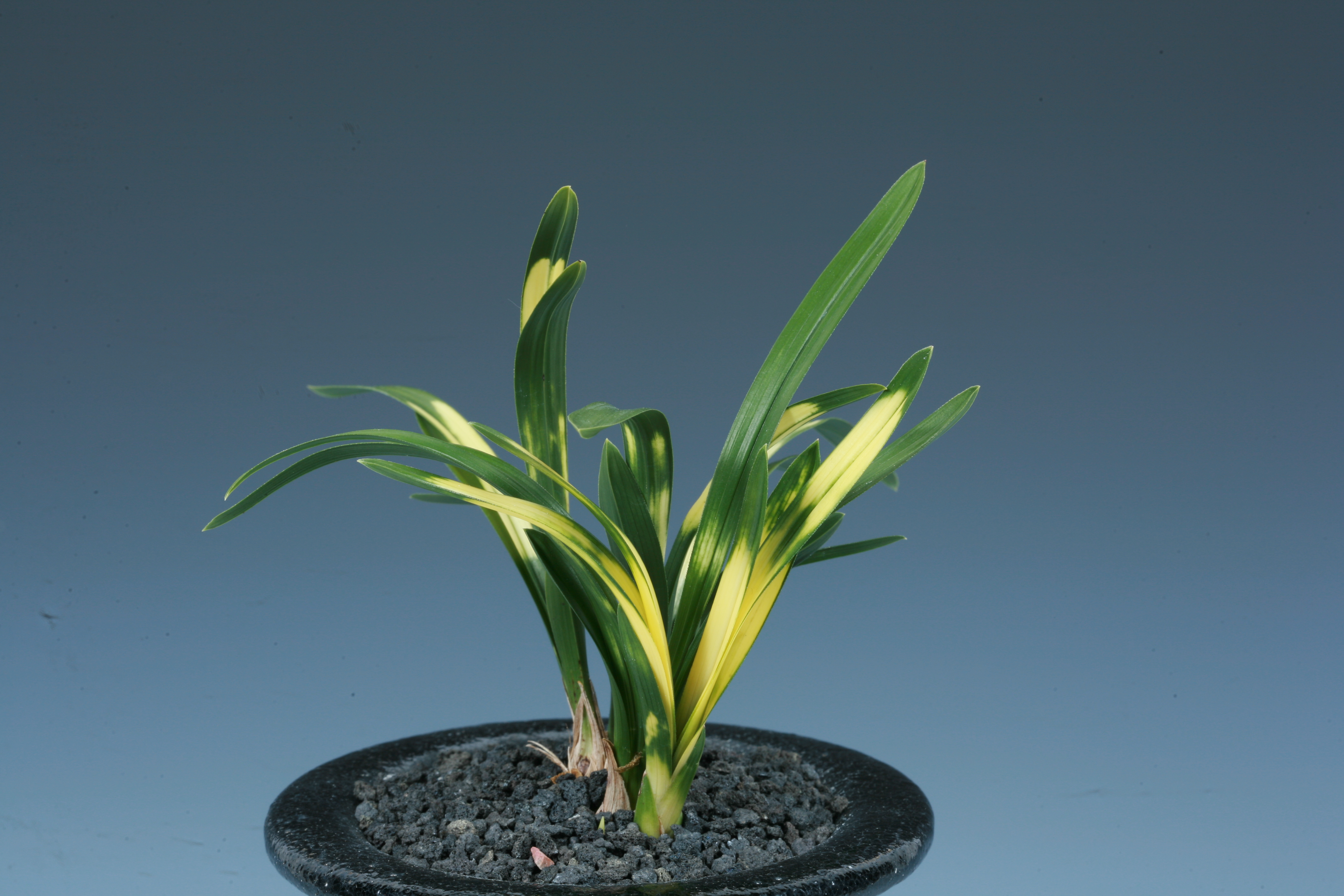 전남도의회의장상 -운무령-김숙