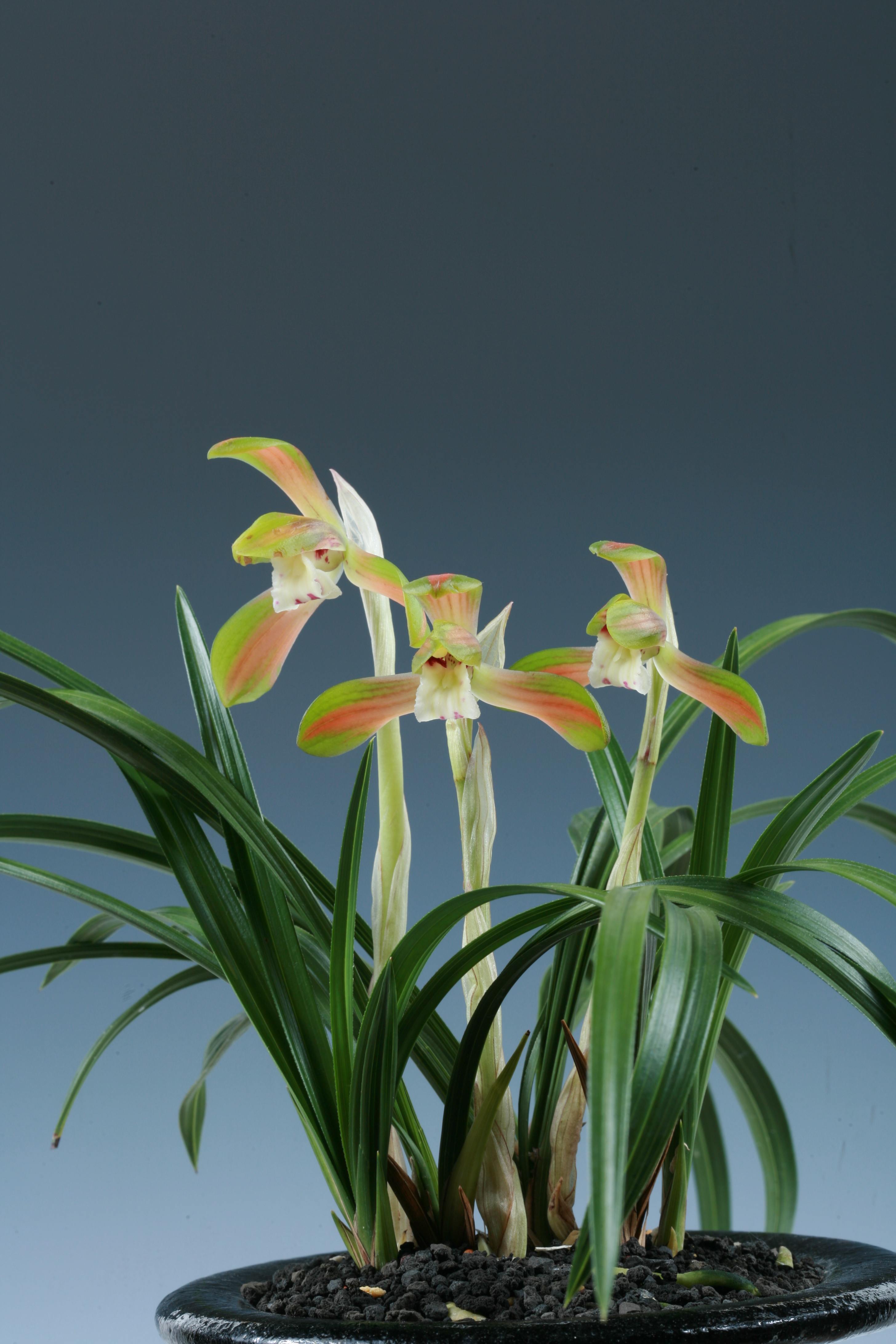 신비 전남도지사상 최영욱