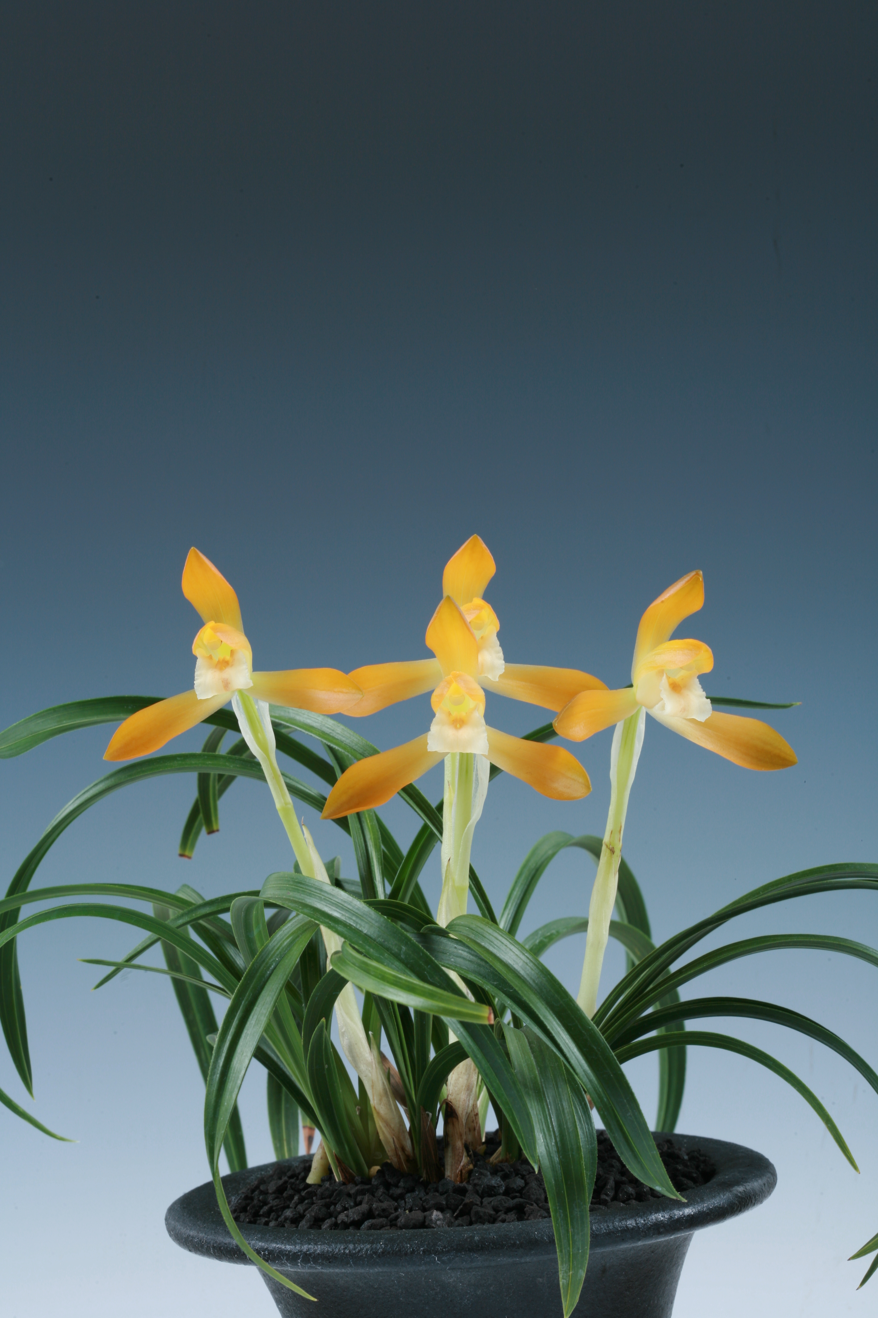 국무총리상 -동광-양 혁