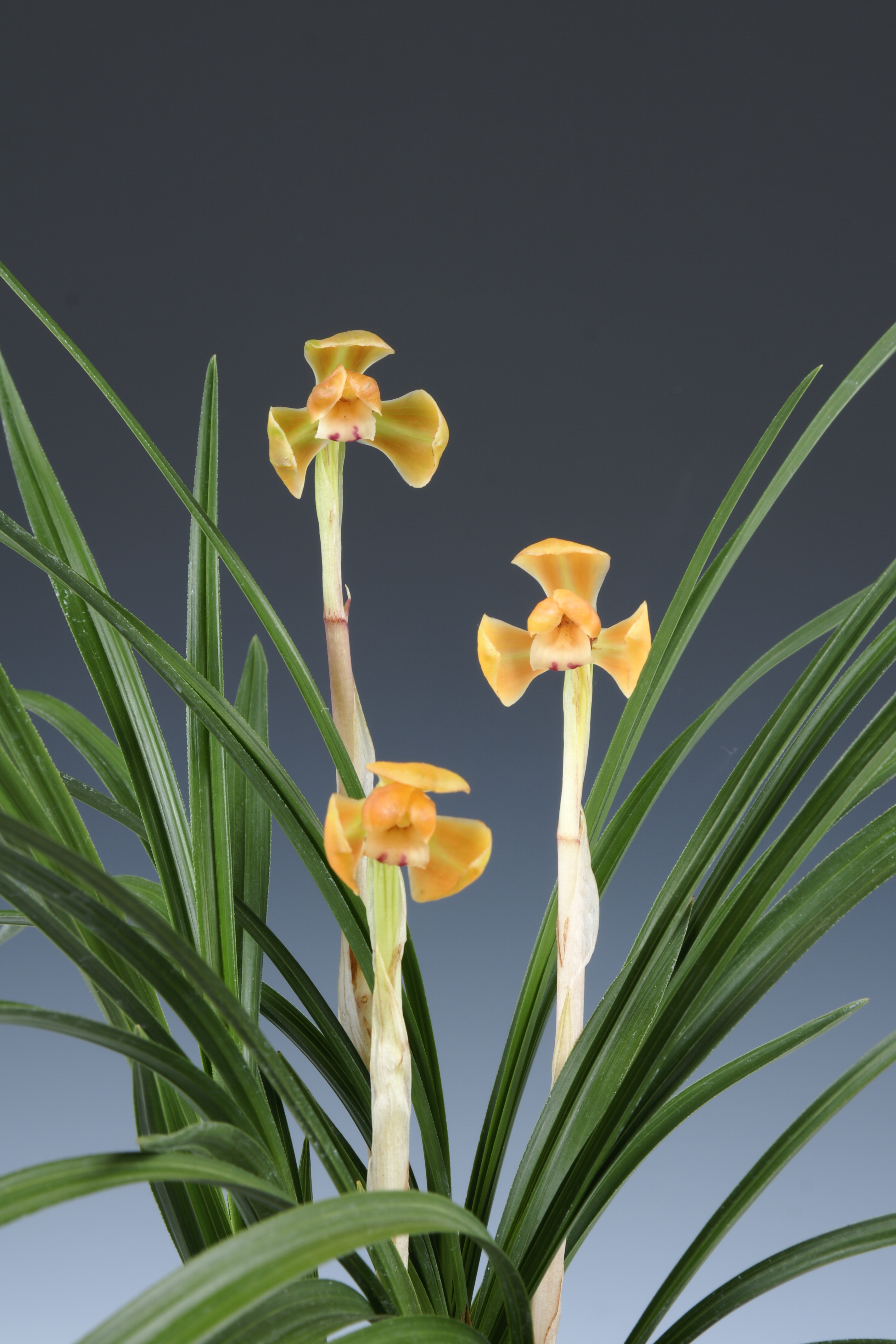 특별상 투구홍화 김택식