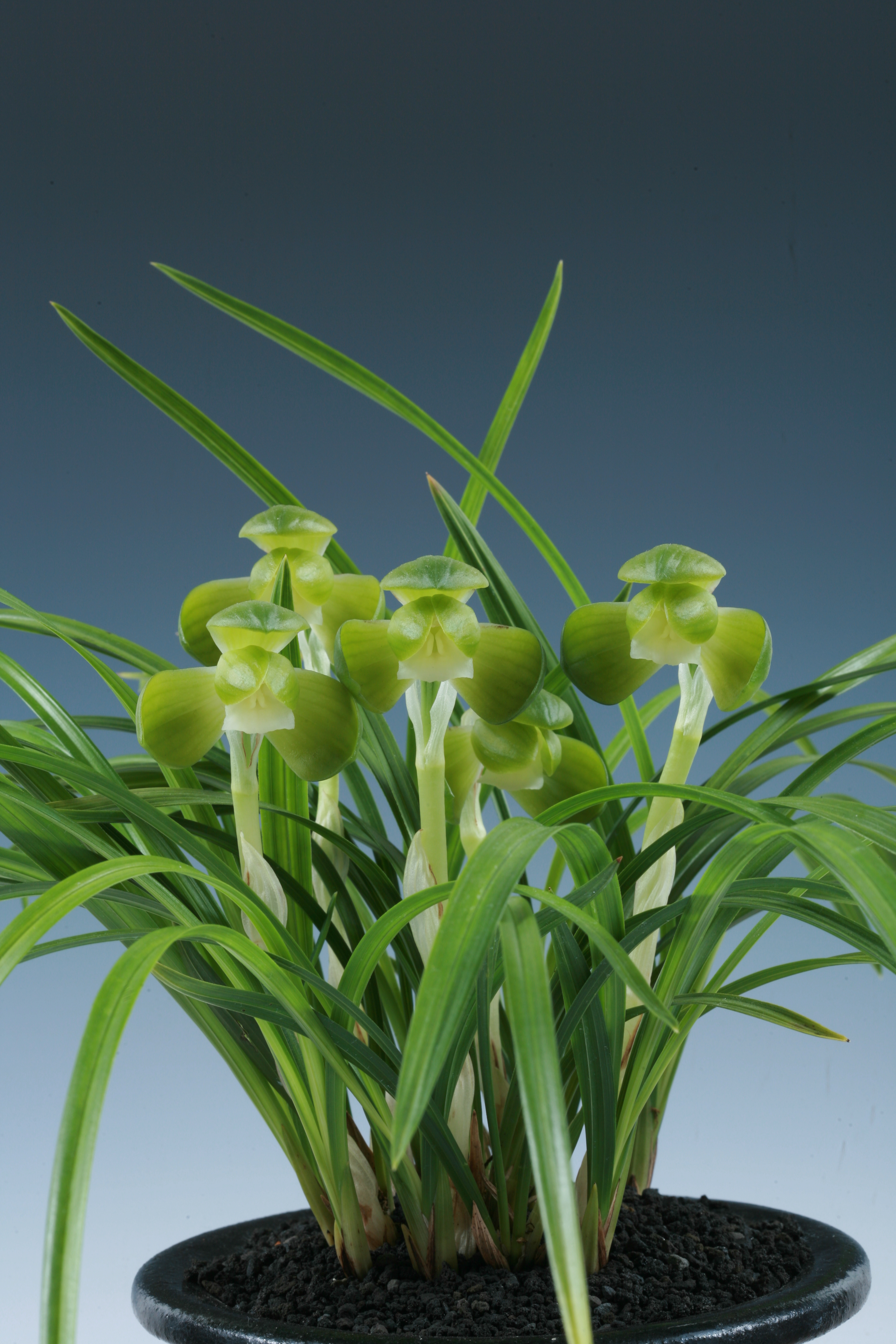 특별상 -송옥-강복이