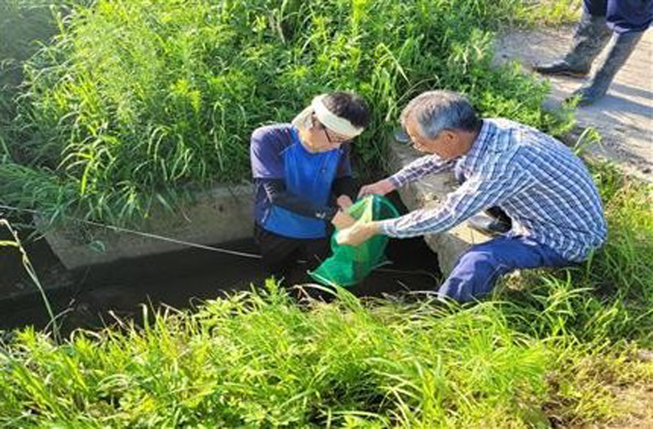 함평군, 생태계 교란 방지 위한 ‘왕우렁이 수거’ 총력