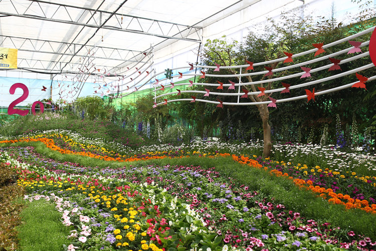 함평나비축제27