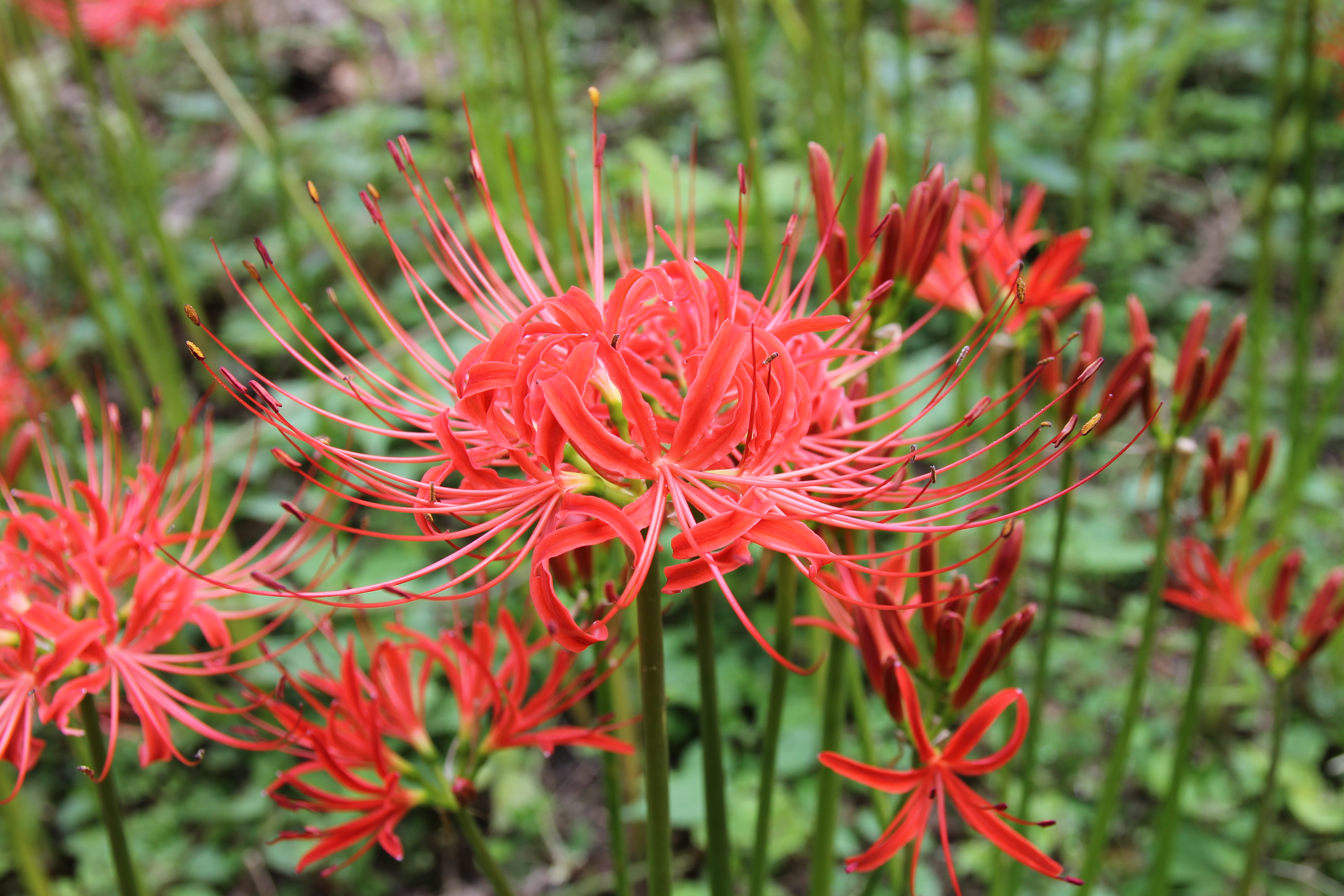 꽃무릇 큰잔치3