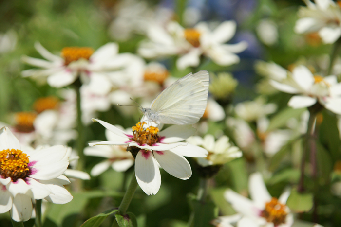 함평나비축제16