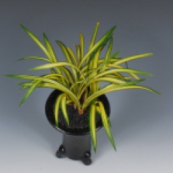 최우수상(환경부장관상) -중투호- 사천왕- 이현영