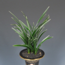 우수상(산림청장상 )-복륜- 일품관 -김남두