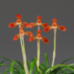 우수상 (전라남도교육감상) -홍화 -불꽃- 김재곤