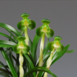 우수상(산림청장상) -두화소심 -일월화- 이용길