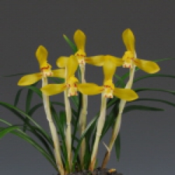 함평천지상(함평군수상) 황화- 군황조 -신상근