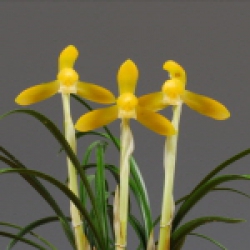 최우수상(농림축산식품부 장관상) -황화소심- 황금소- 최병구