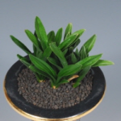 우수상 (전라남도의회 의장상) -단엽-무명- 양창섭