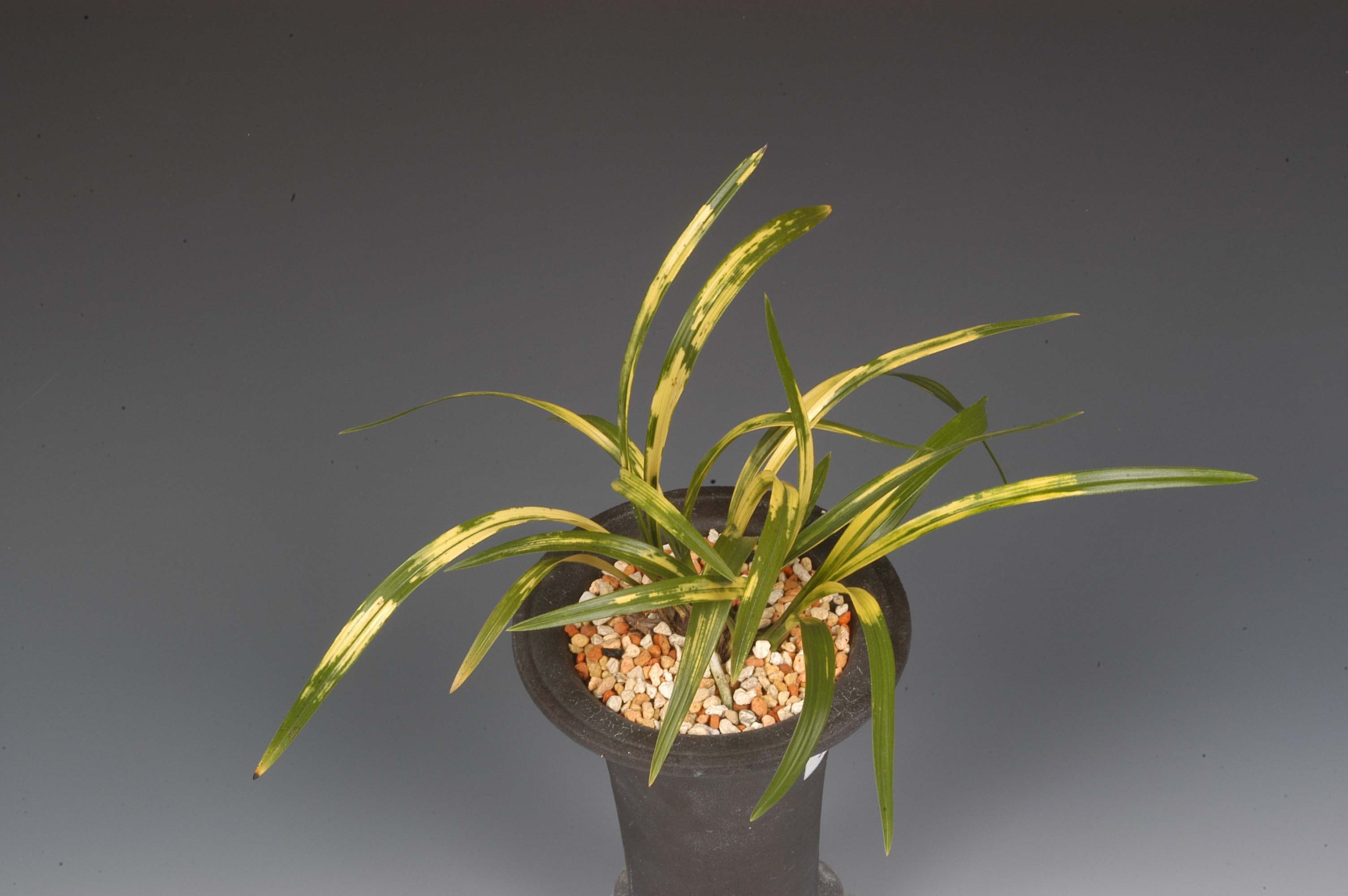 2005년 대한민국난명품대제전 특별상