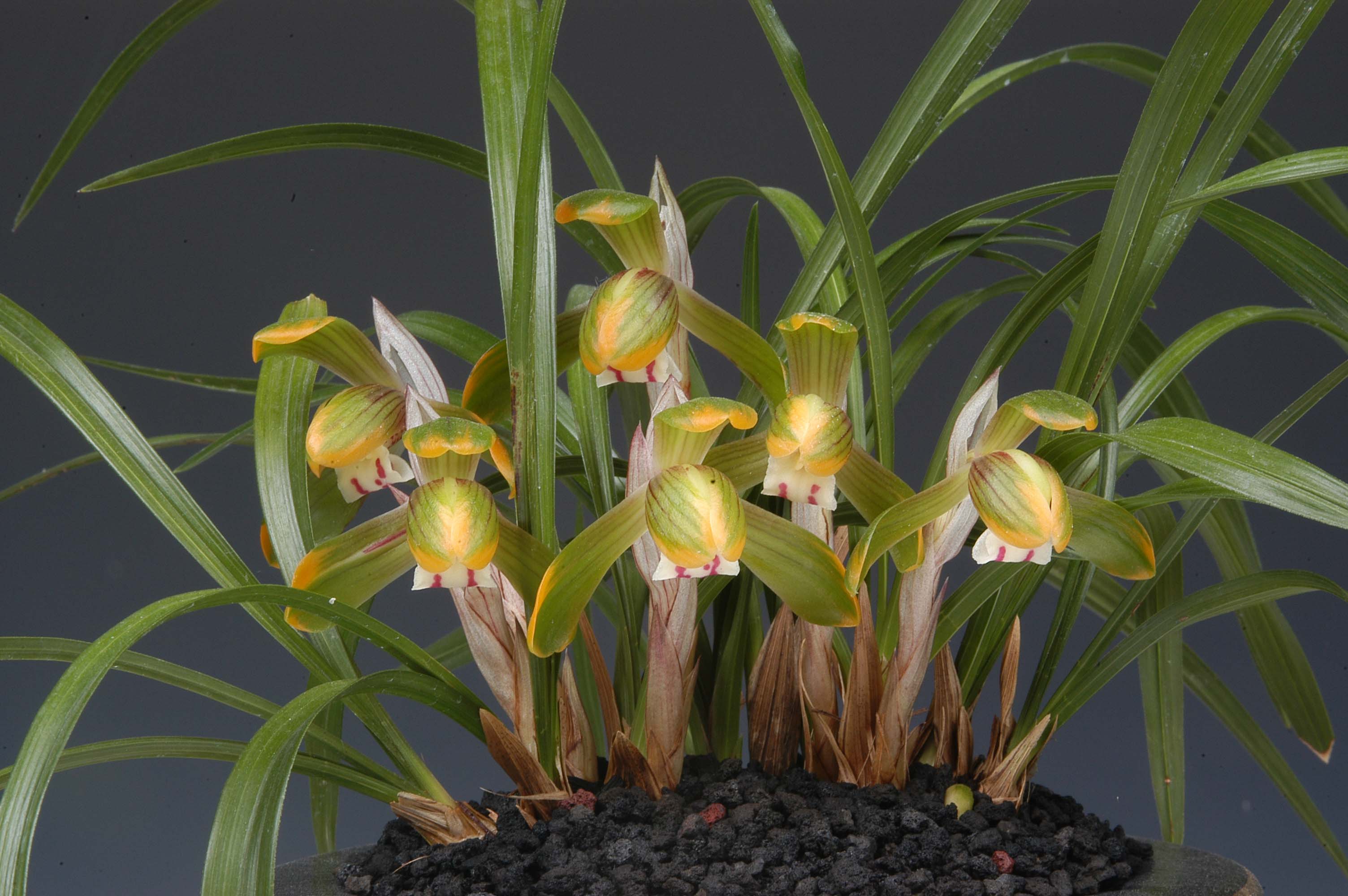 특별상-복색화-김영숙