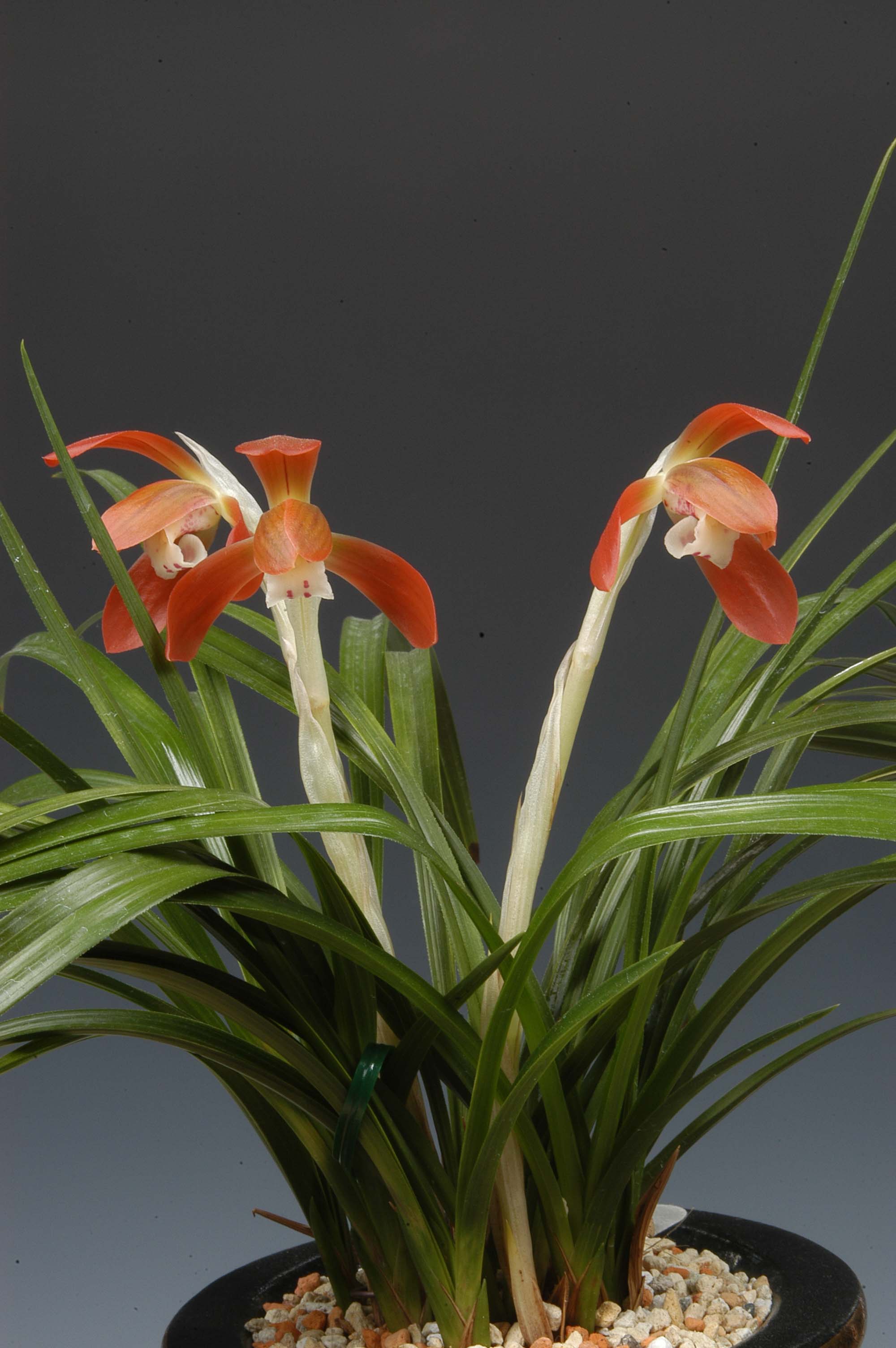 최우수상 홍화(화랑)-장판득