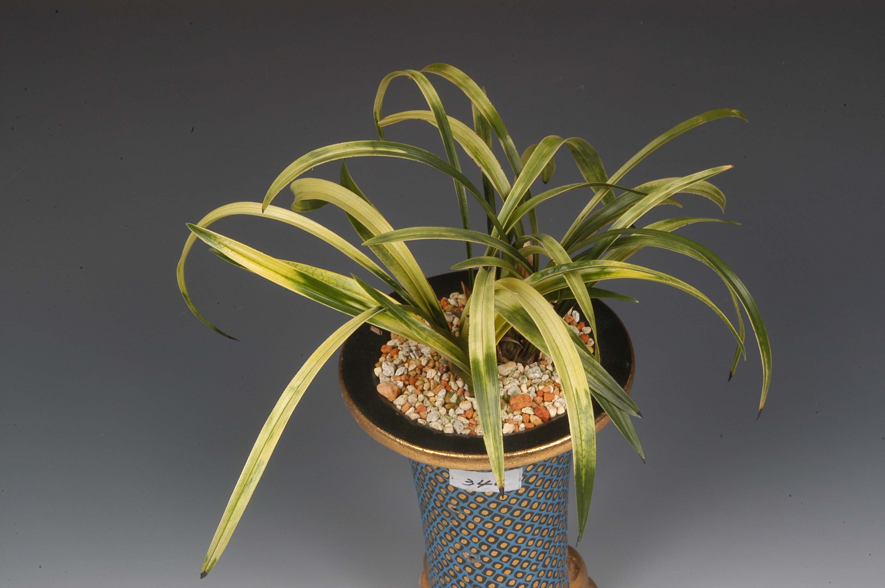 특별상-서반-박준형