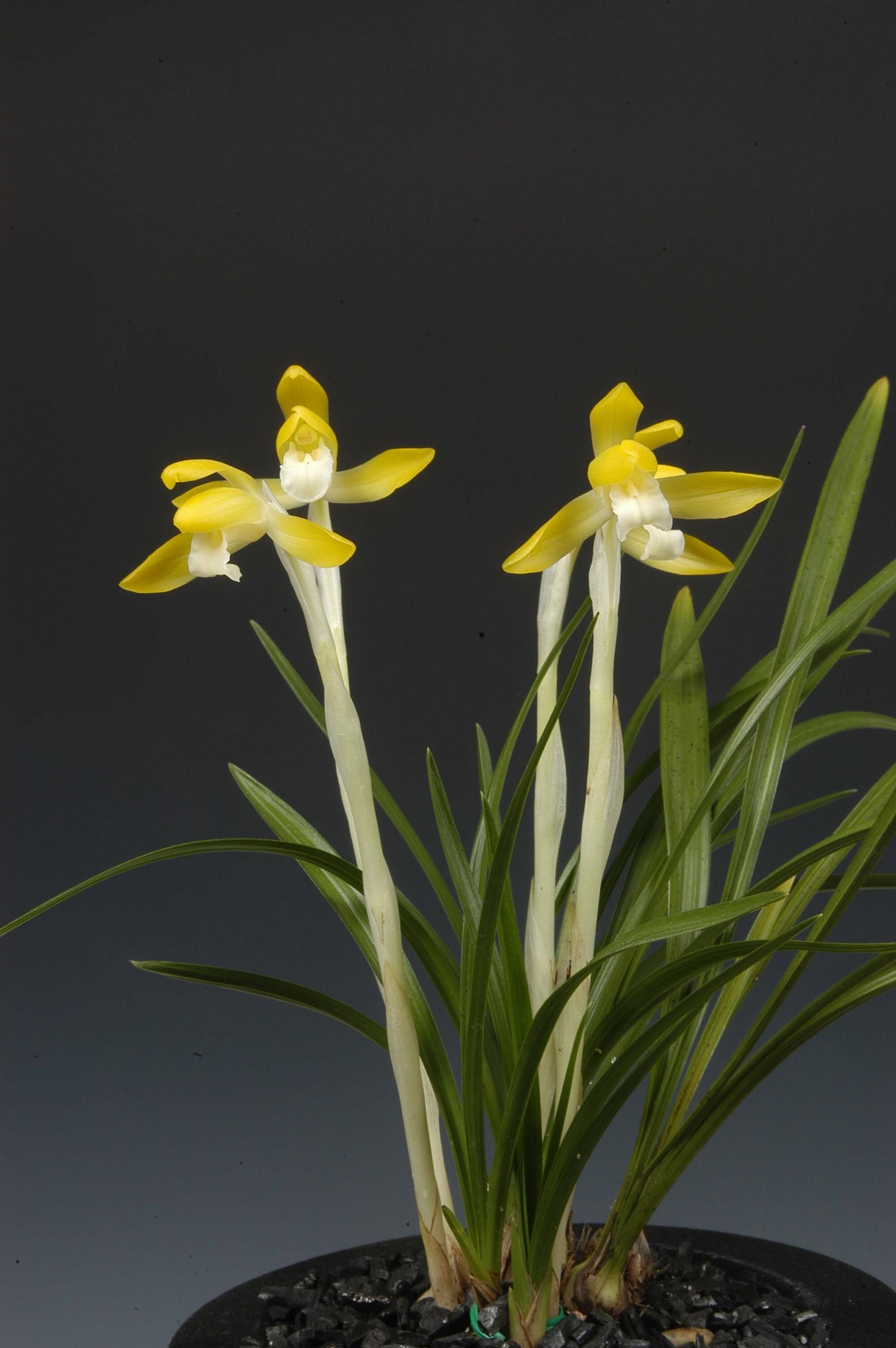 대상- 황화소심(천황소)-손세운