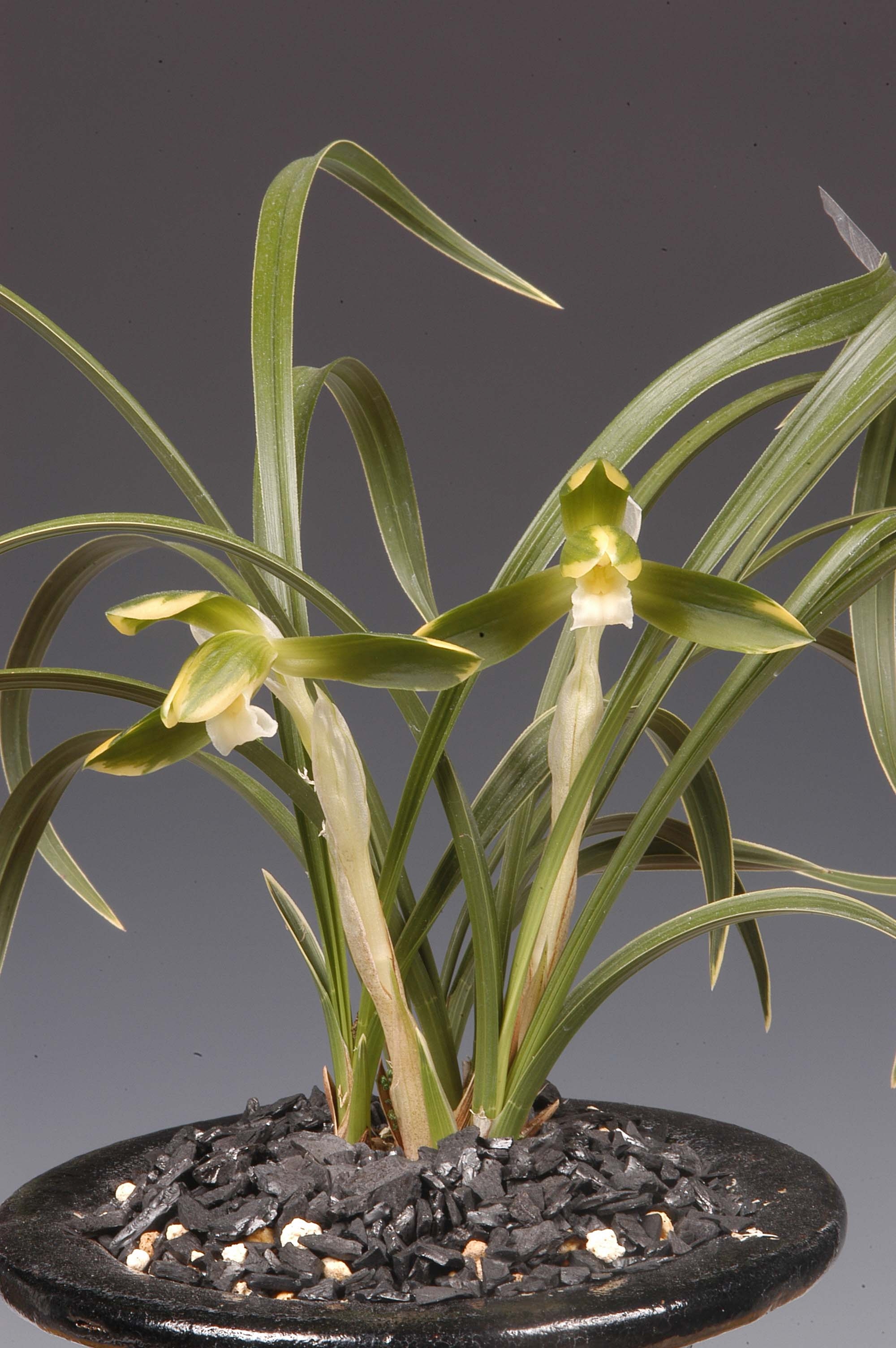 특별상-복륜소심-고현만