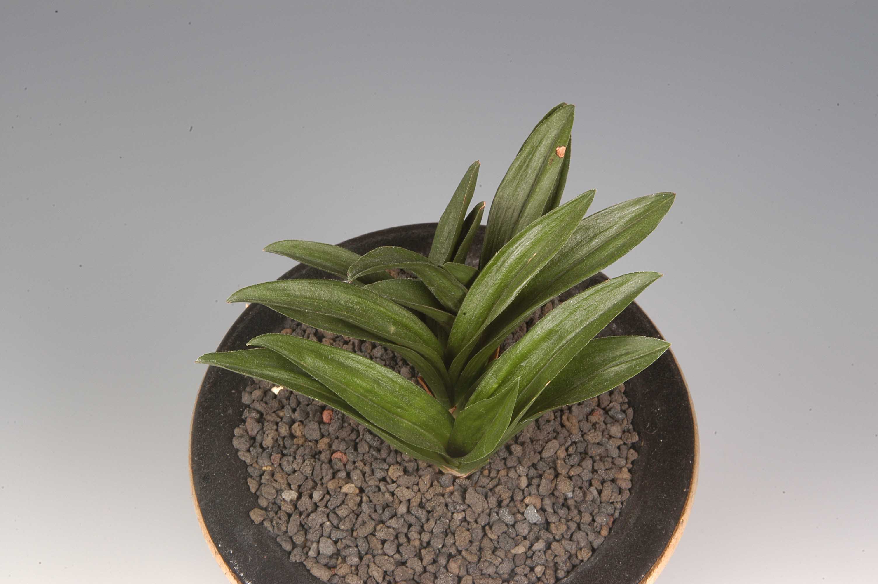 최우수상-단엽 문-정호