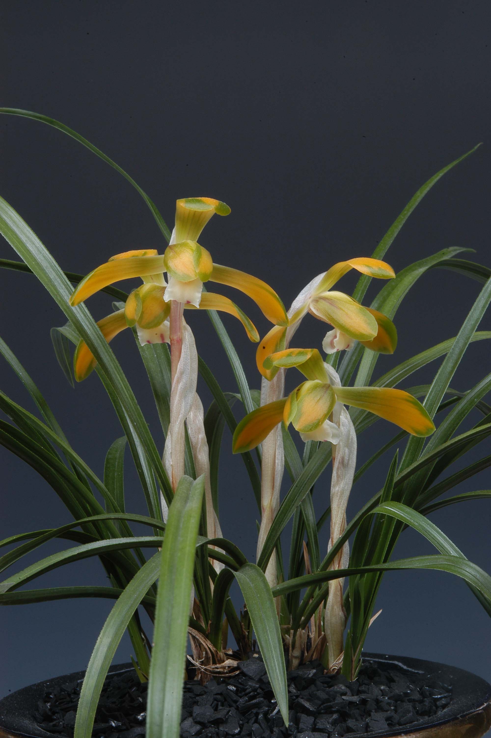 우수상-중투복색-최영옥