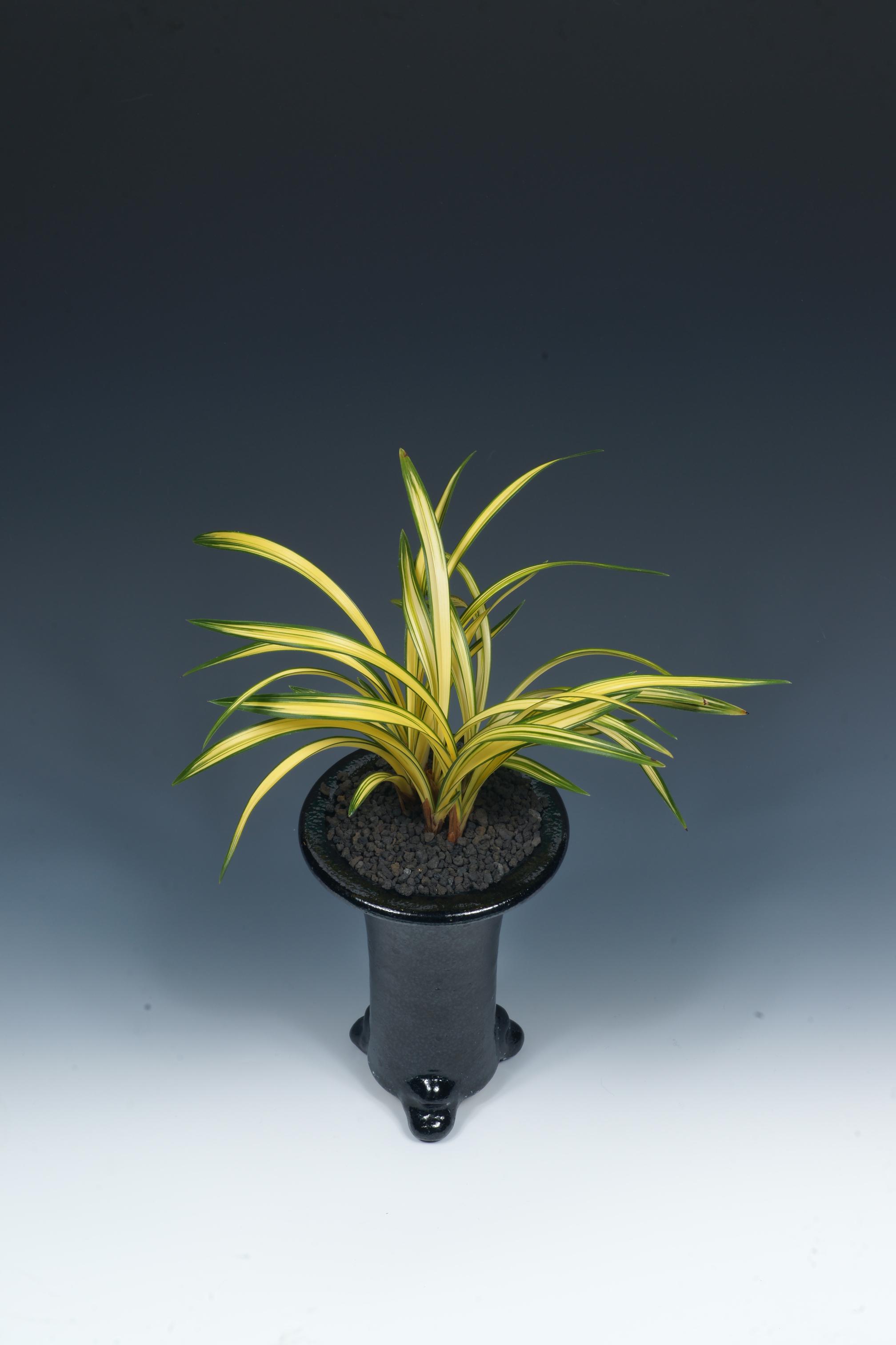 우수상-중투 아가씨-민미옥