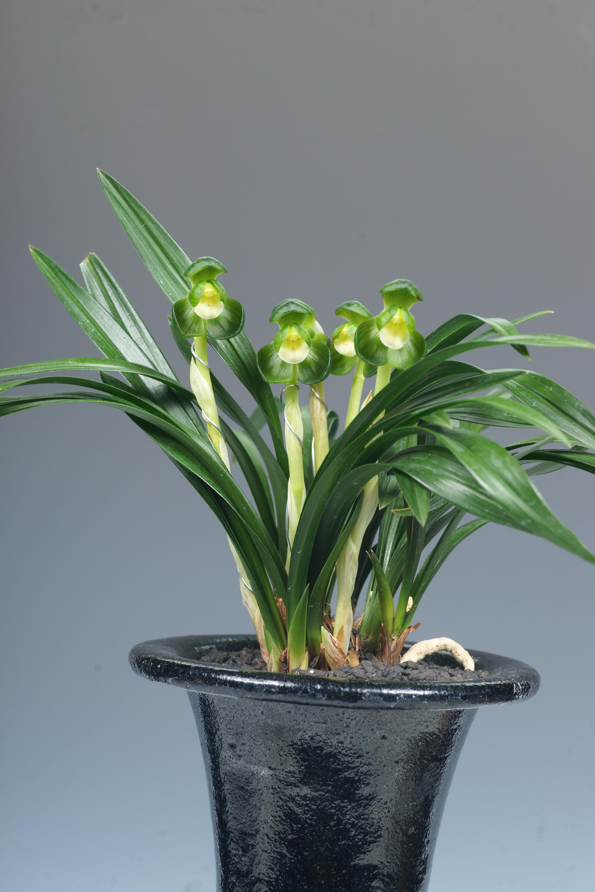 특별상-두화소심 일월화-정덕식