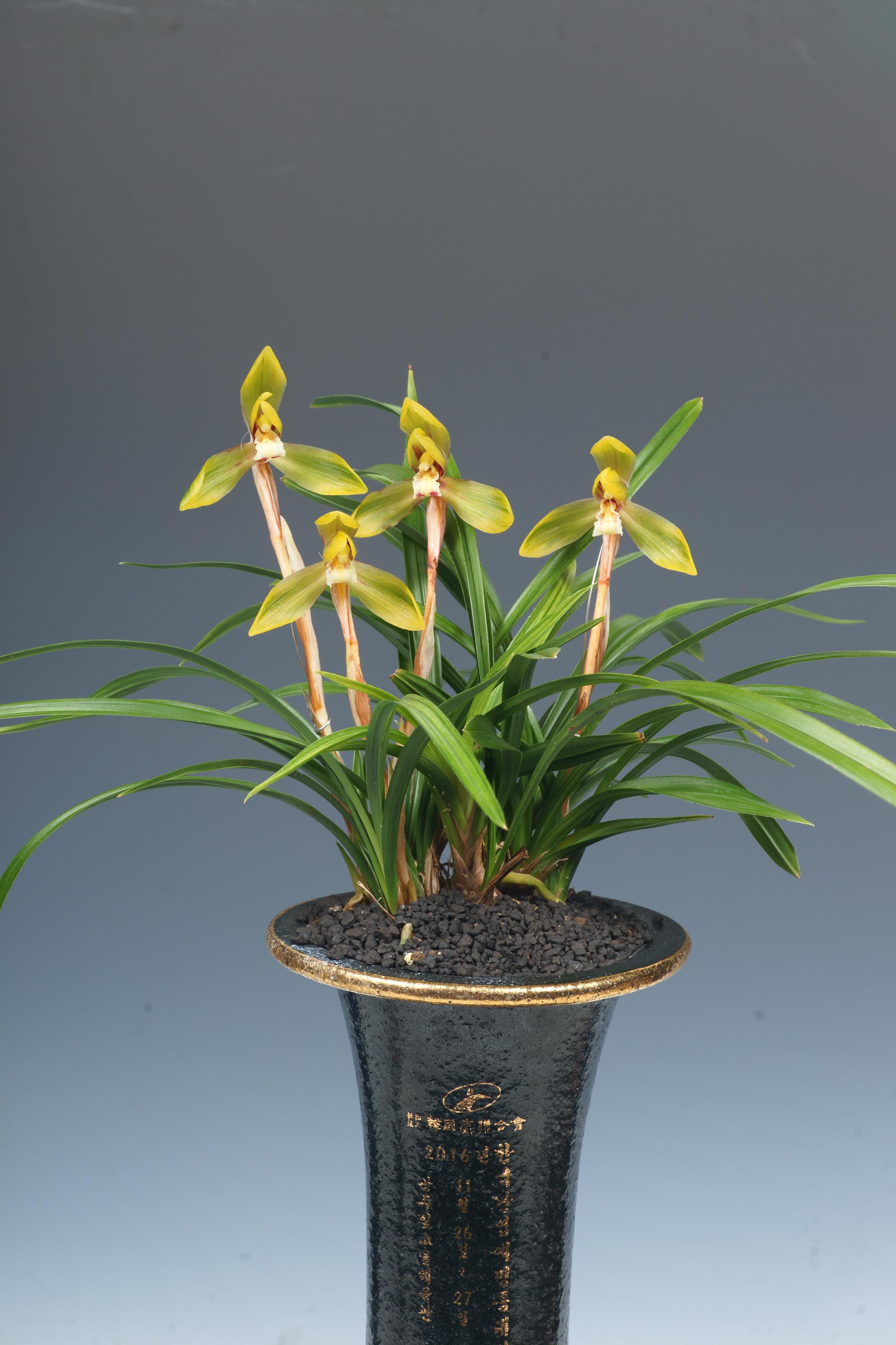 특별상-산반화-김대련