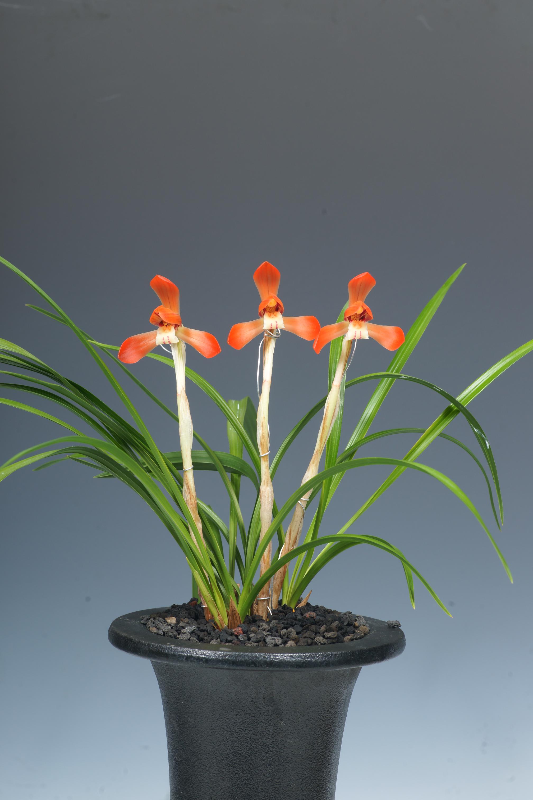 특별상-홍화 화랑-이만호