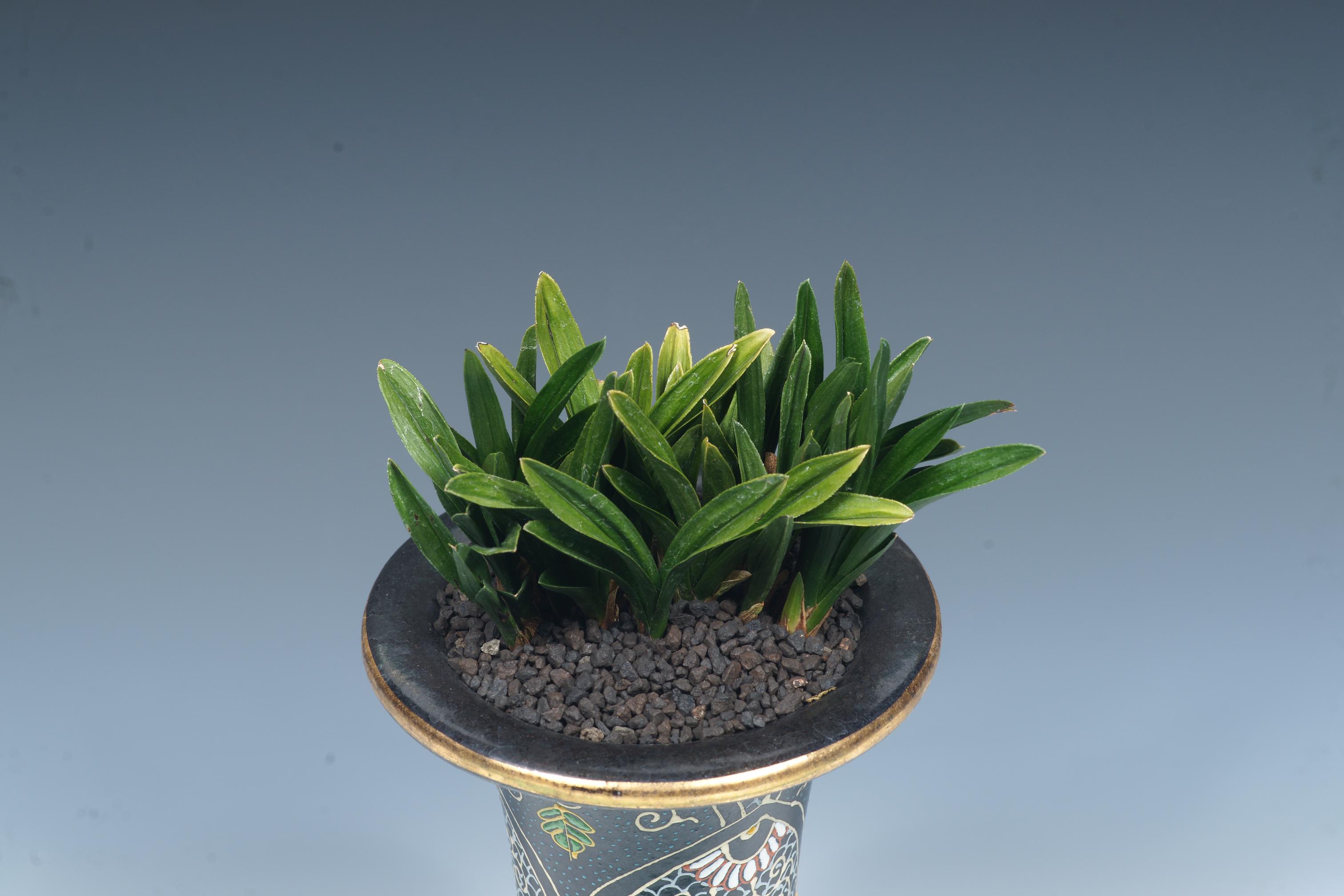 함평천지상-단엽-양창섭