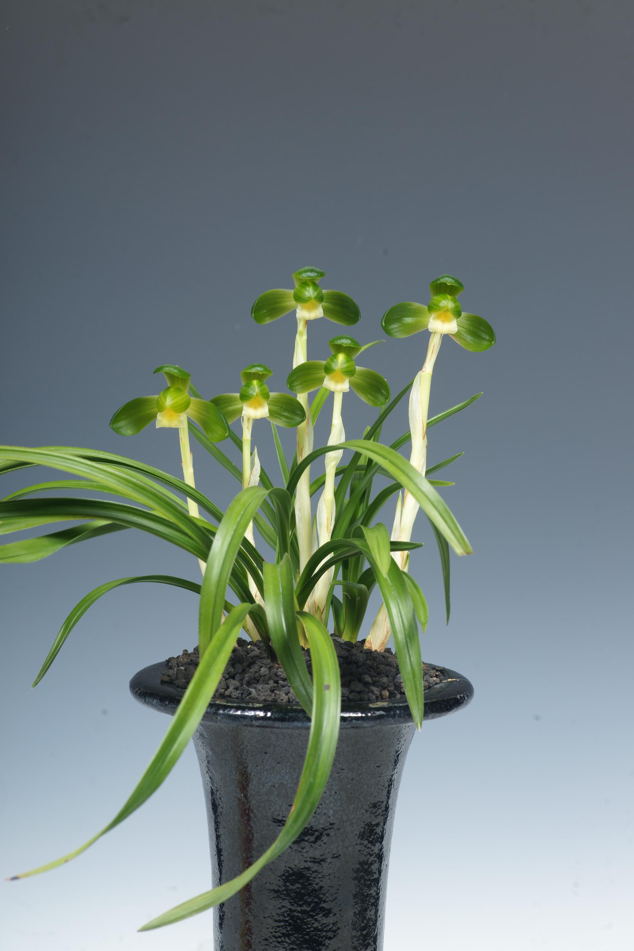 특별상-소심 선광화-명정호