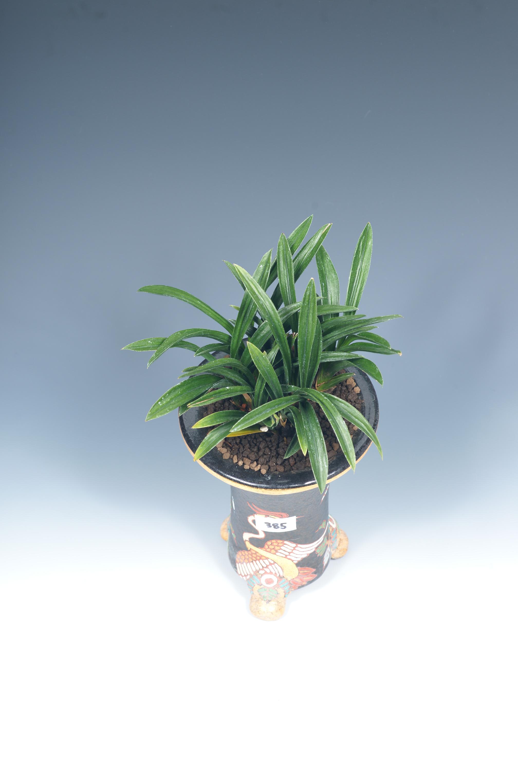 특별상-단엽-박기범