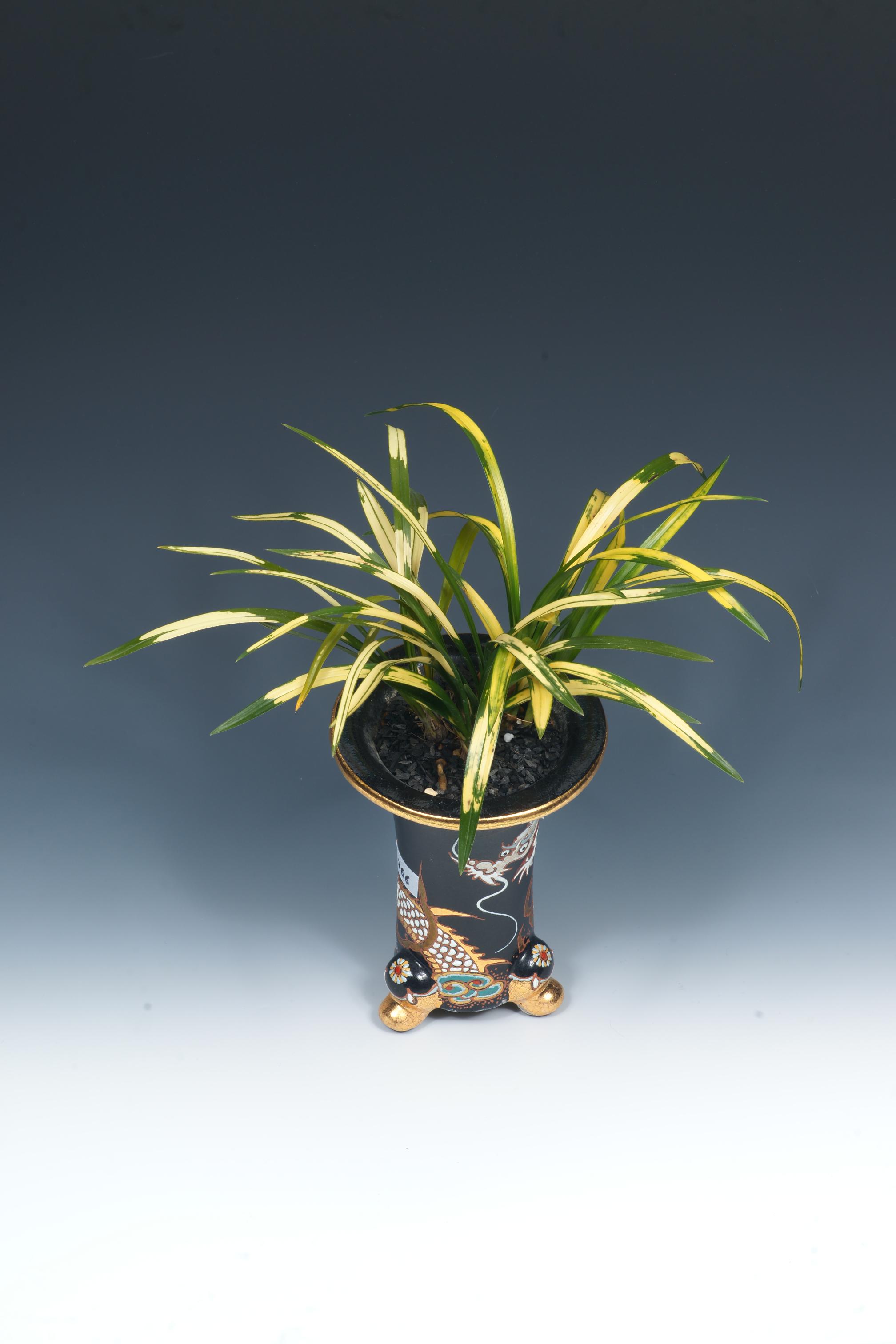 특별상-호피 호원-박래관