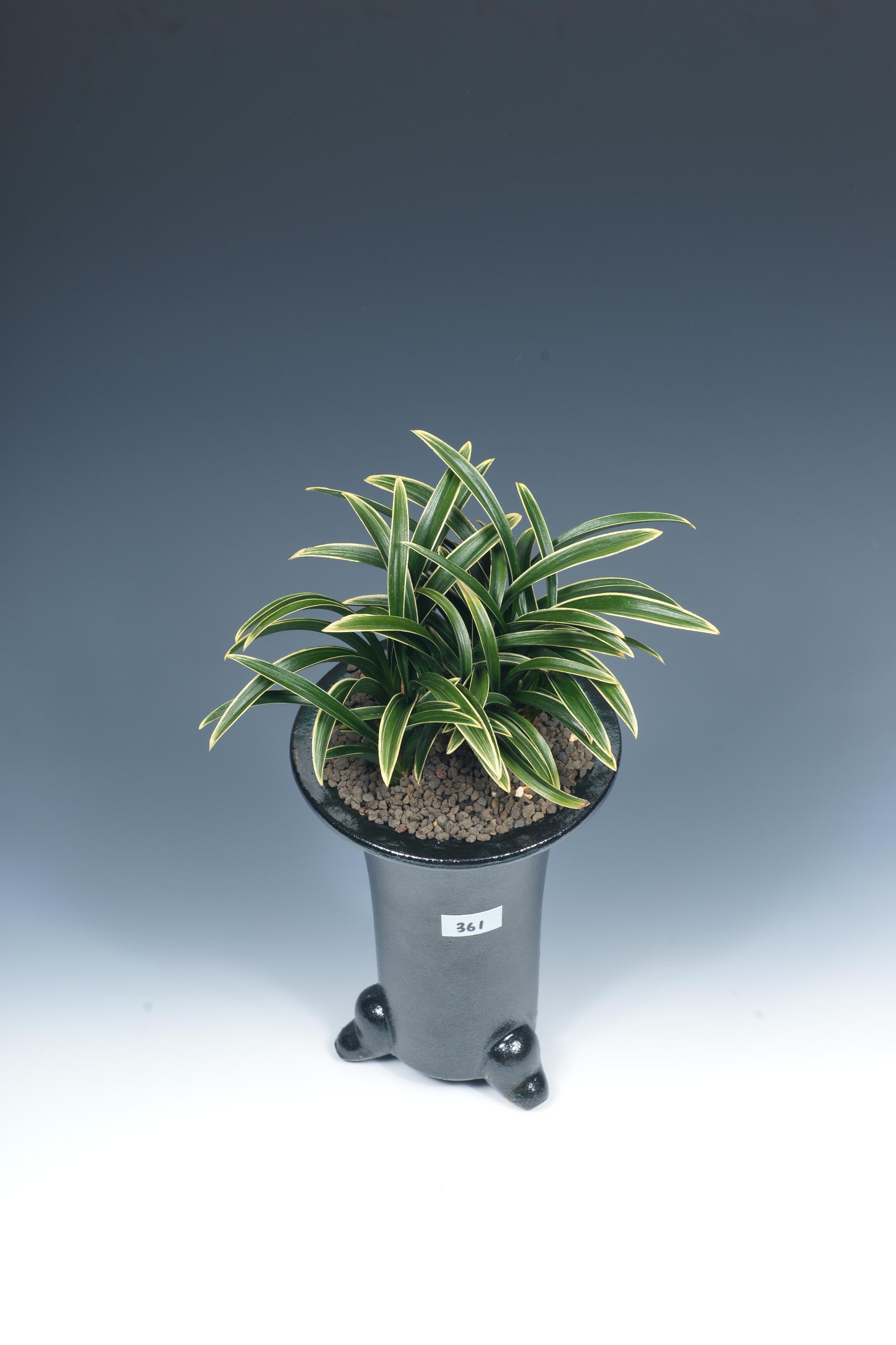 최우수상-단엽복륜 신라-정민경